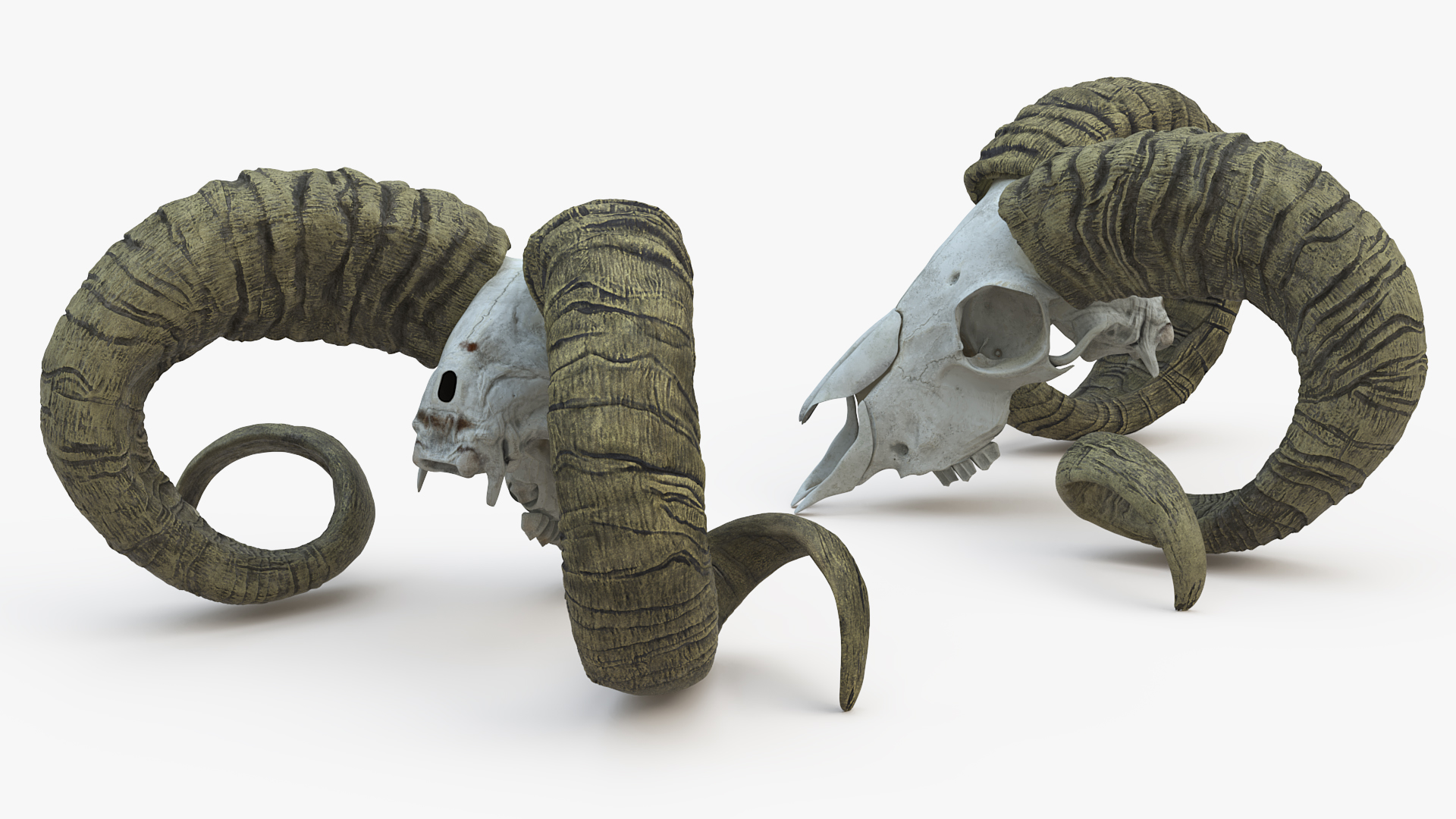 3D Bighorn Ram Skull with Twisted Horns