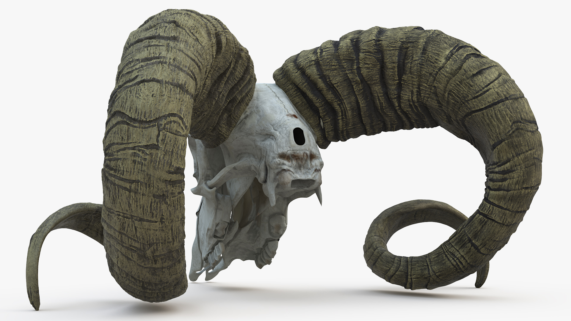 3D Bighorn Ram Skull with Twisted Horns