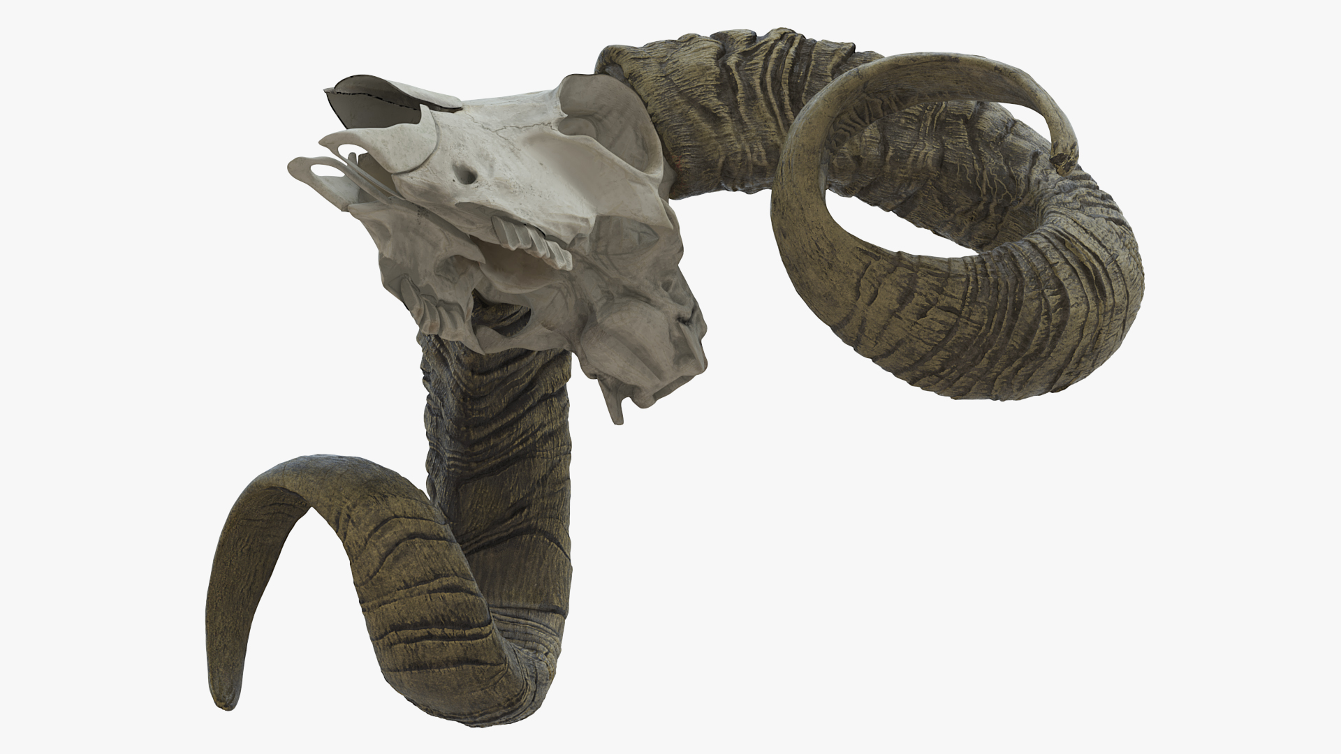 3D Bighorn Ram Skull with Twisted Horns