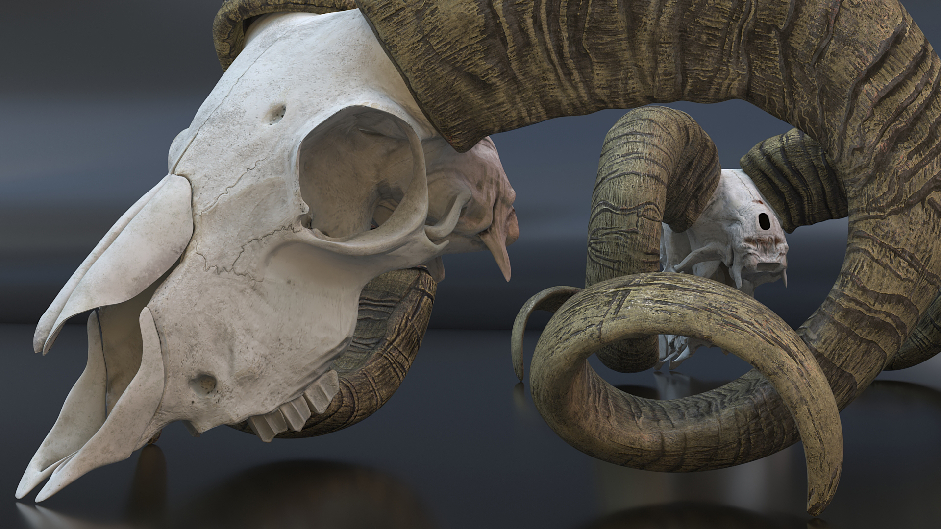 3D Bighorn Ram Skull with Twisted Horns