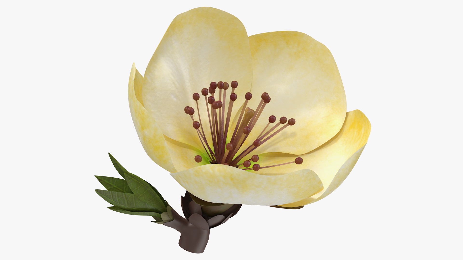 3D model Yellow Cherry Flower