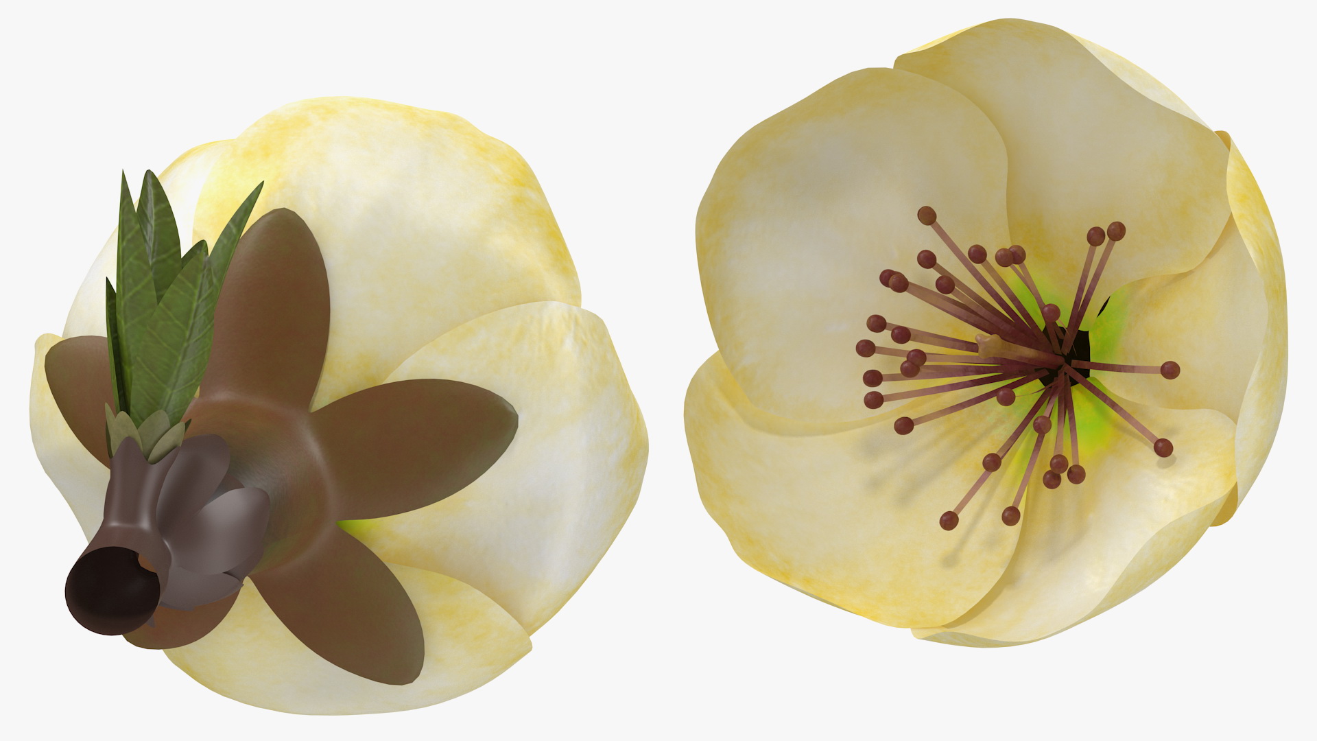 3D model Yellow Cherry Flower