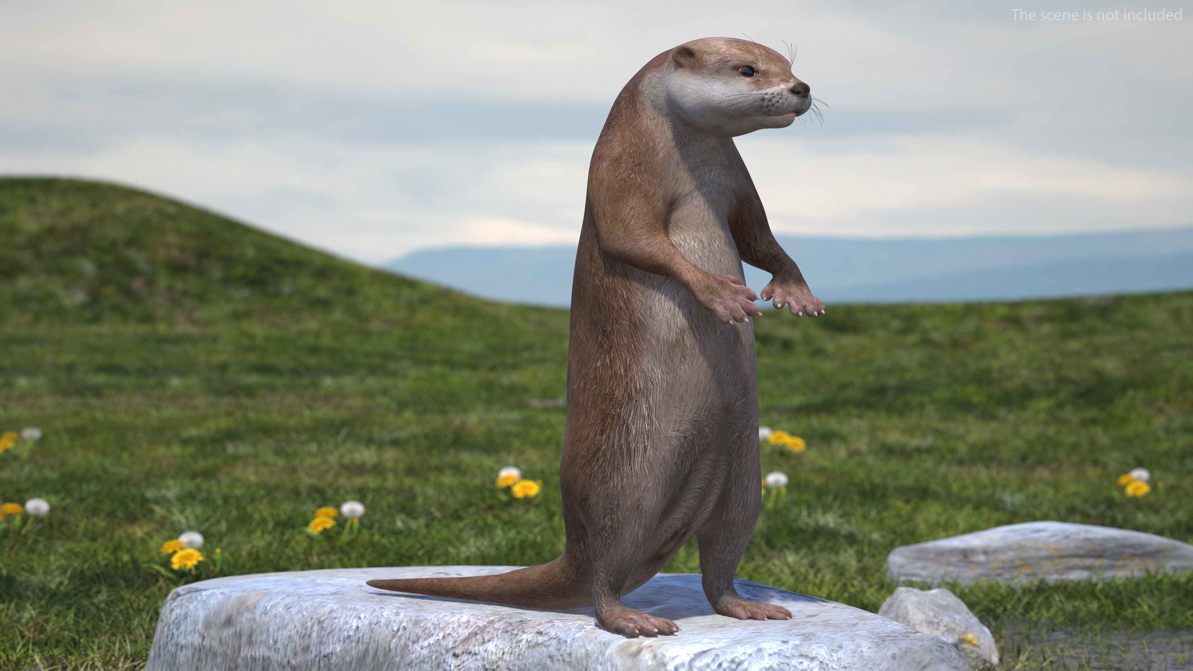 3D North American River Otter Rigged model