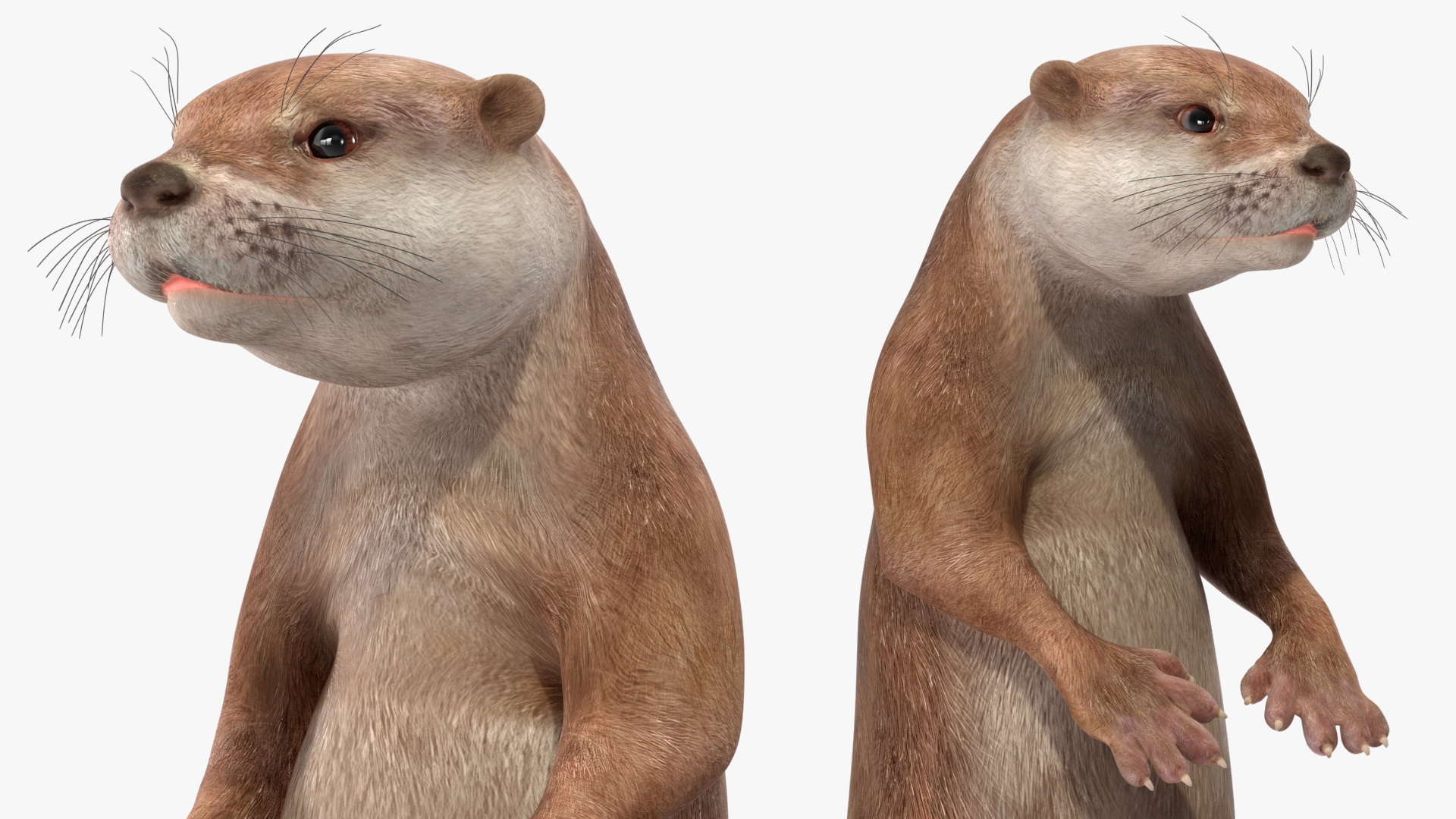 3D North American River Otter Rigged model