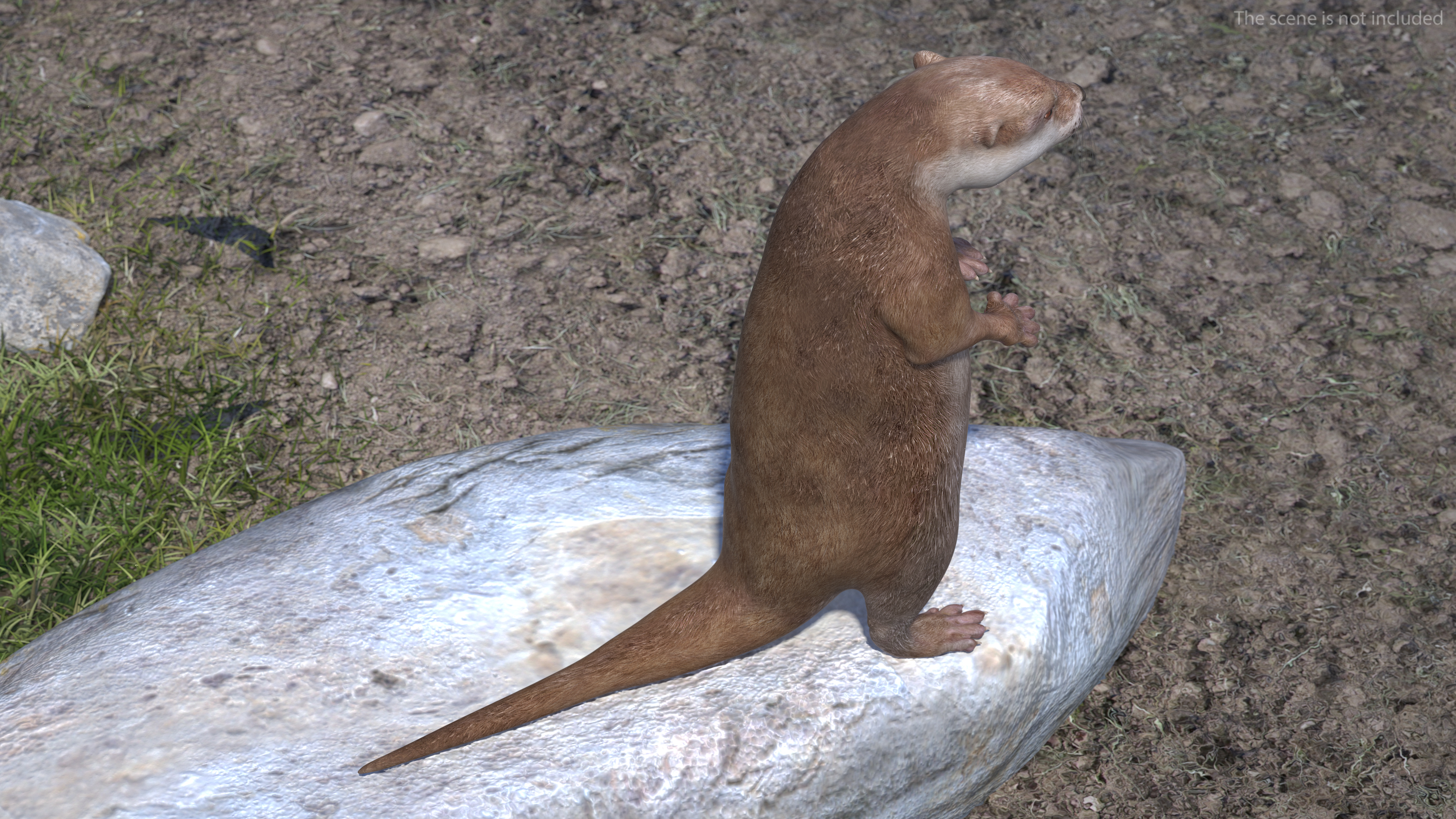 3D North American River Otter Rigged model