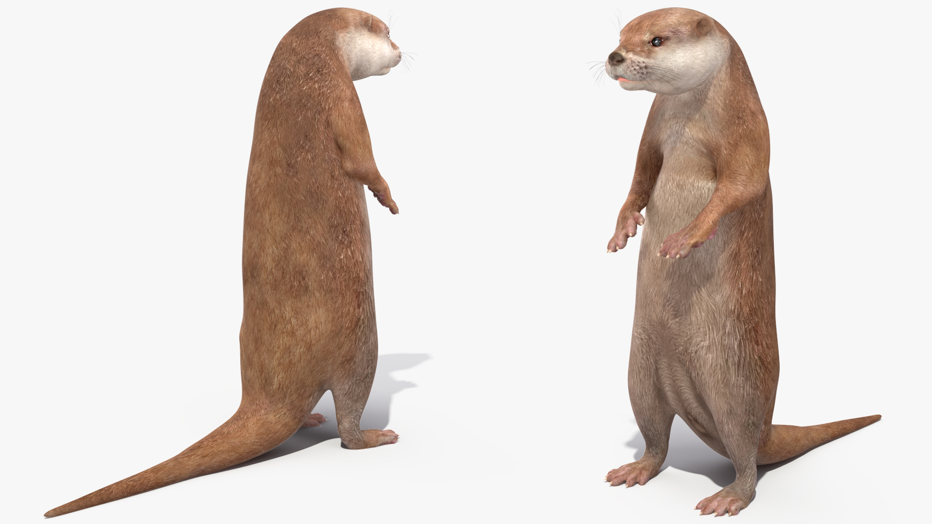 3D North American River Otter Rigged model