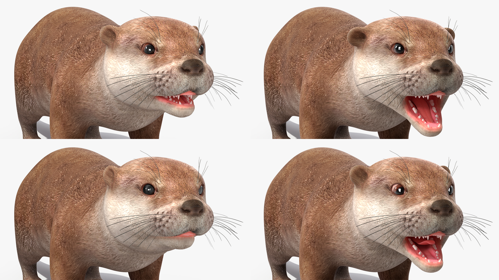 3D North American River Otter Rigged model