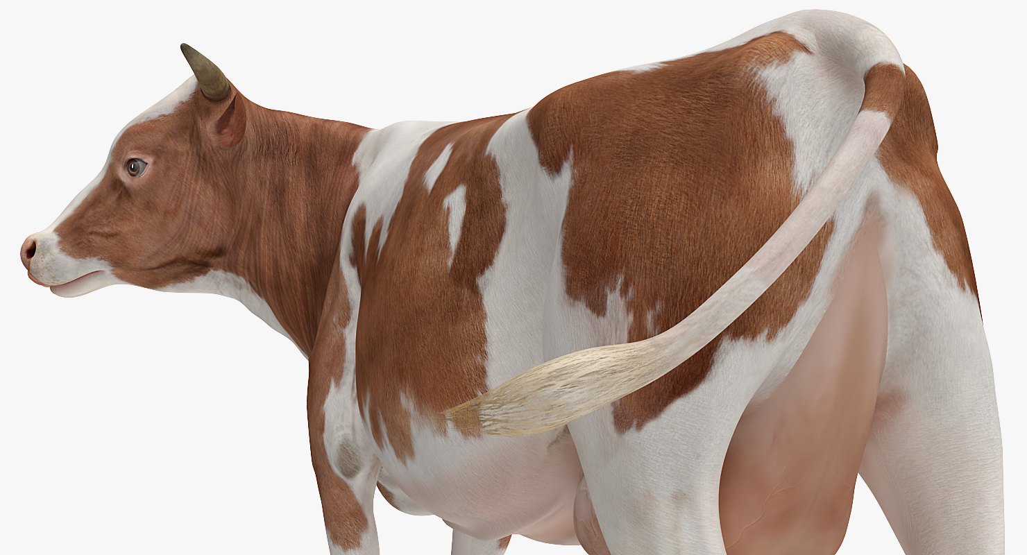 3D model Cow Rigged