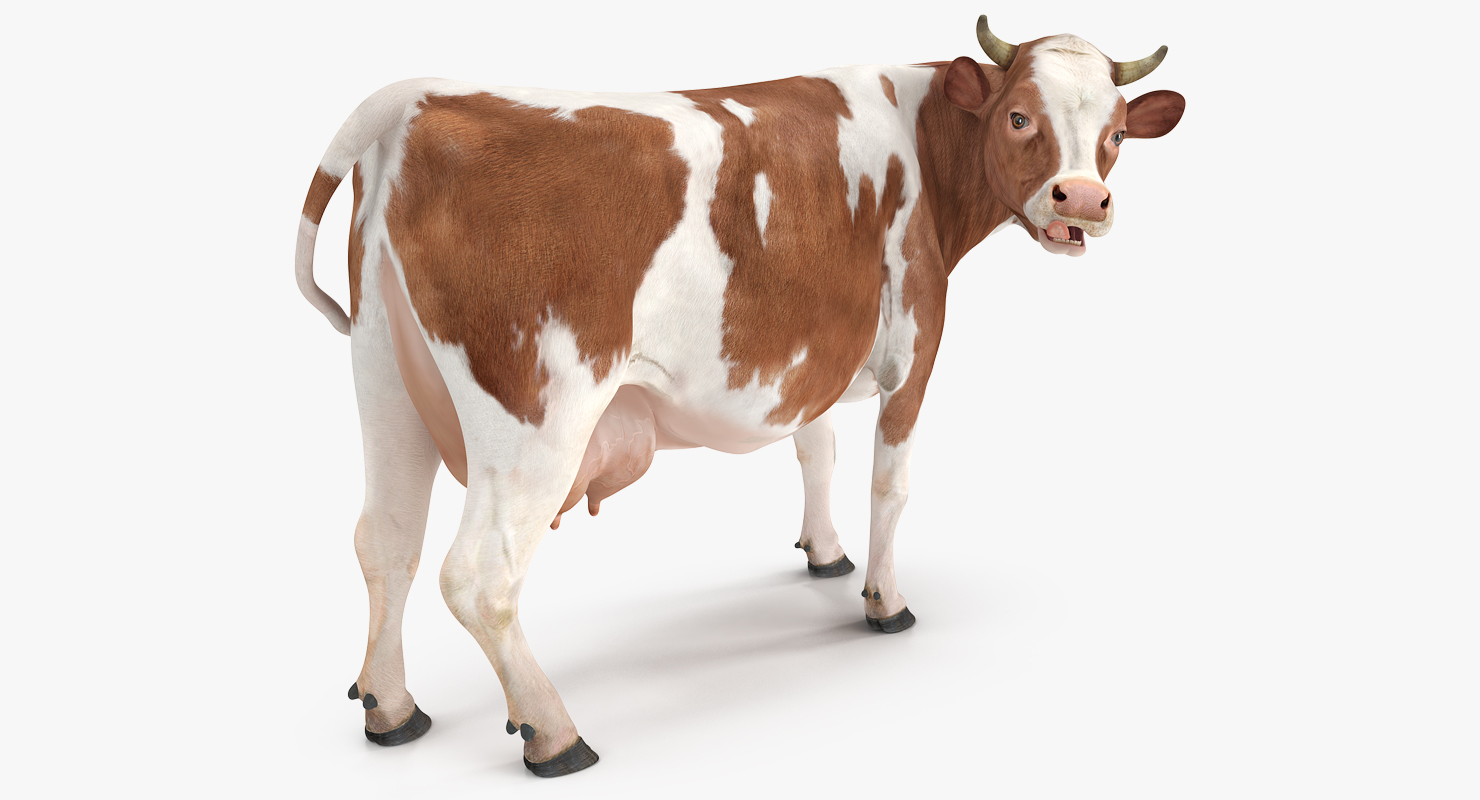 3D model Cow Rigged