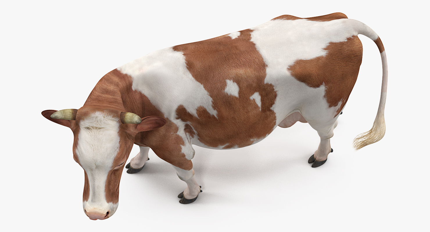 3D model Cow Rigged