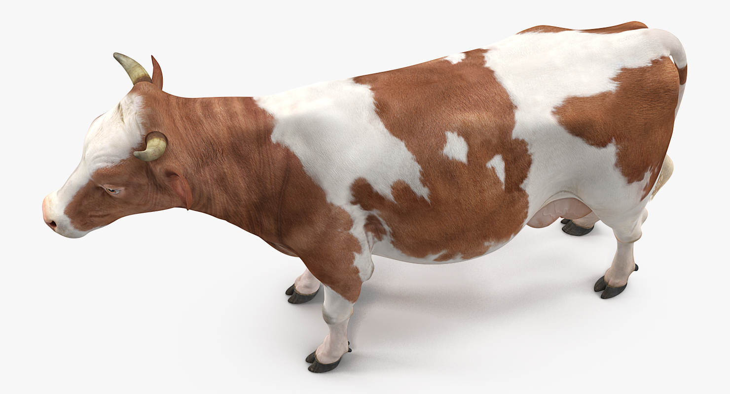 3D model Cow Rigged