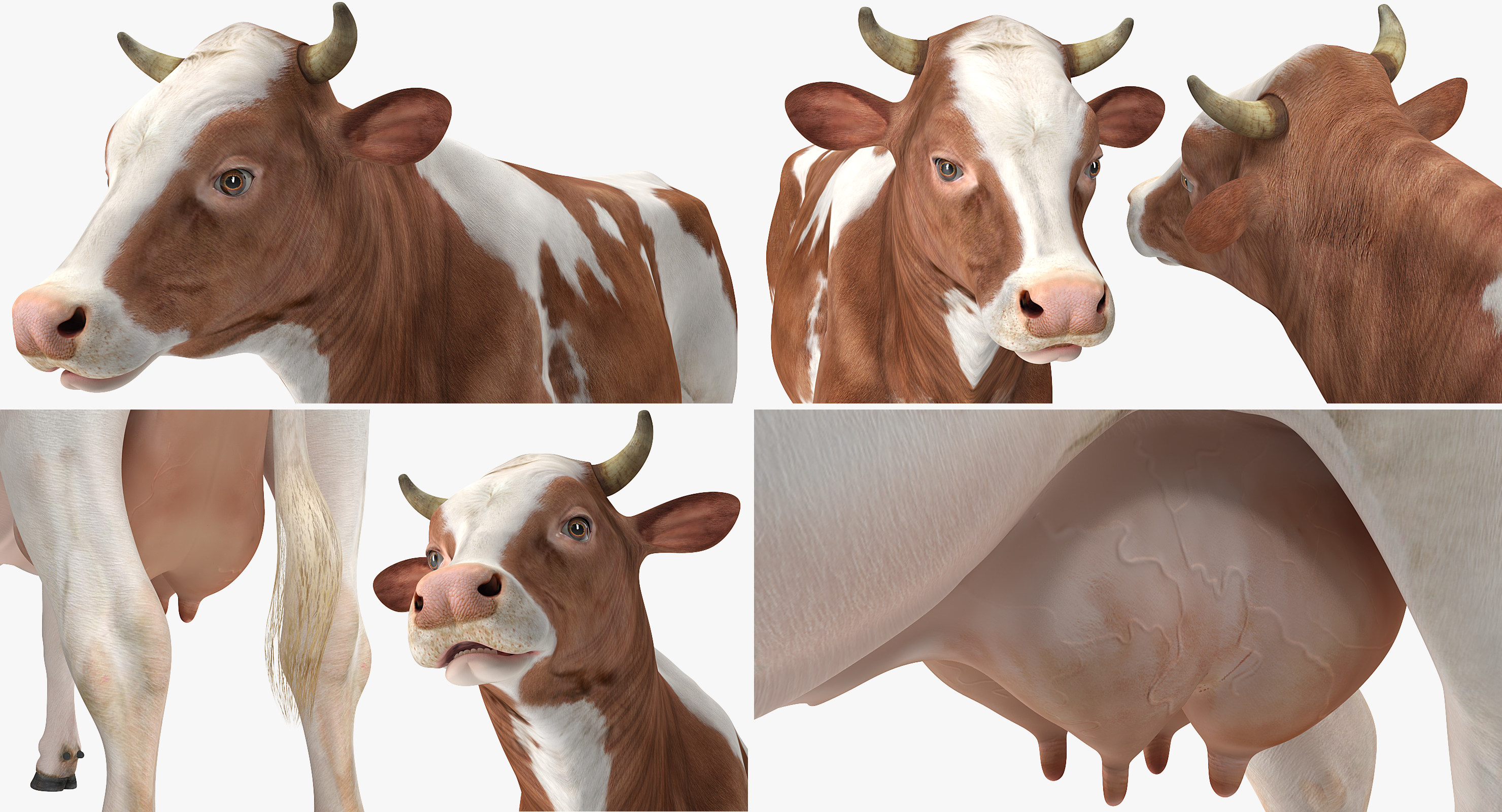 3D model Cow Rigged