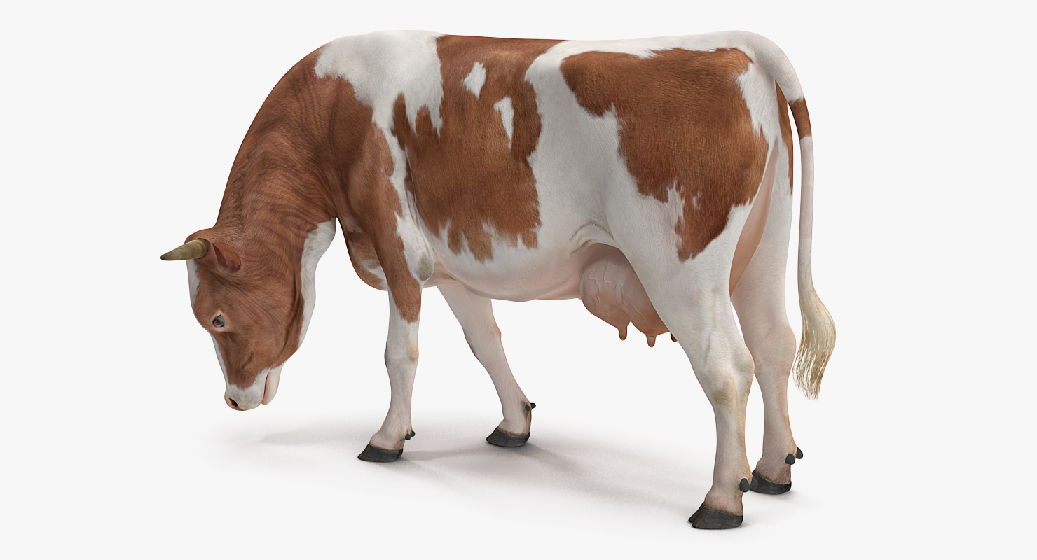 3D model Cow Rigged