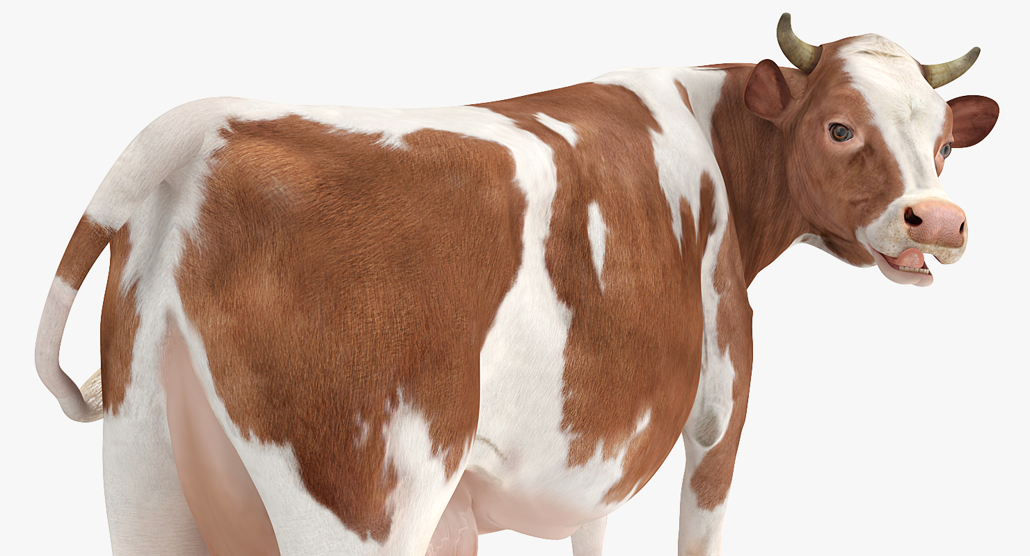 3D model Cow Rigged