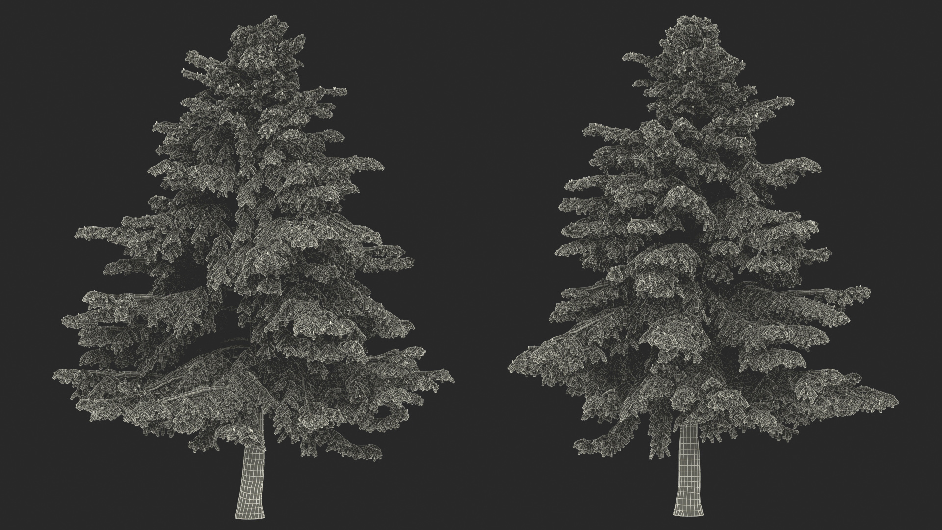 3D Cedrus Libani Blue Tree model