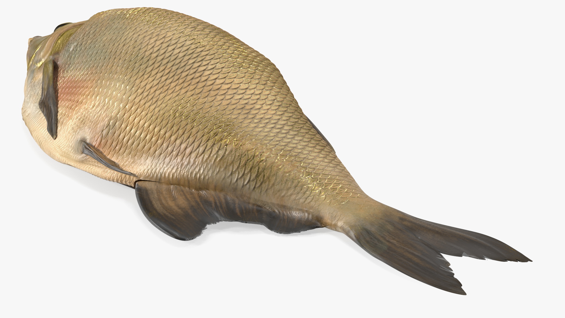 3D model Caught Bronze Bream Fish Lying