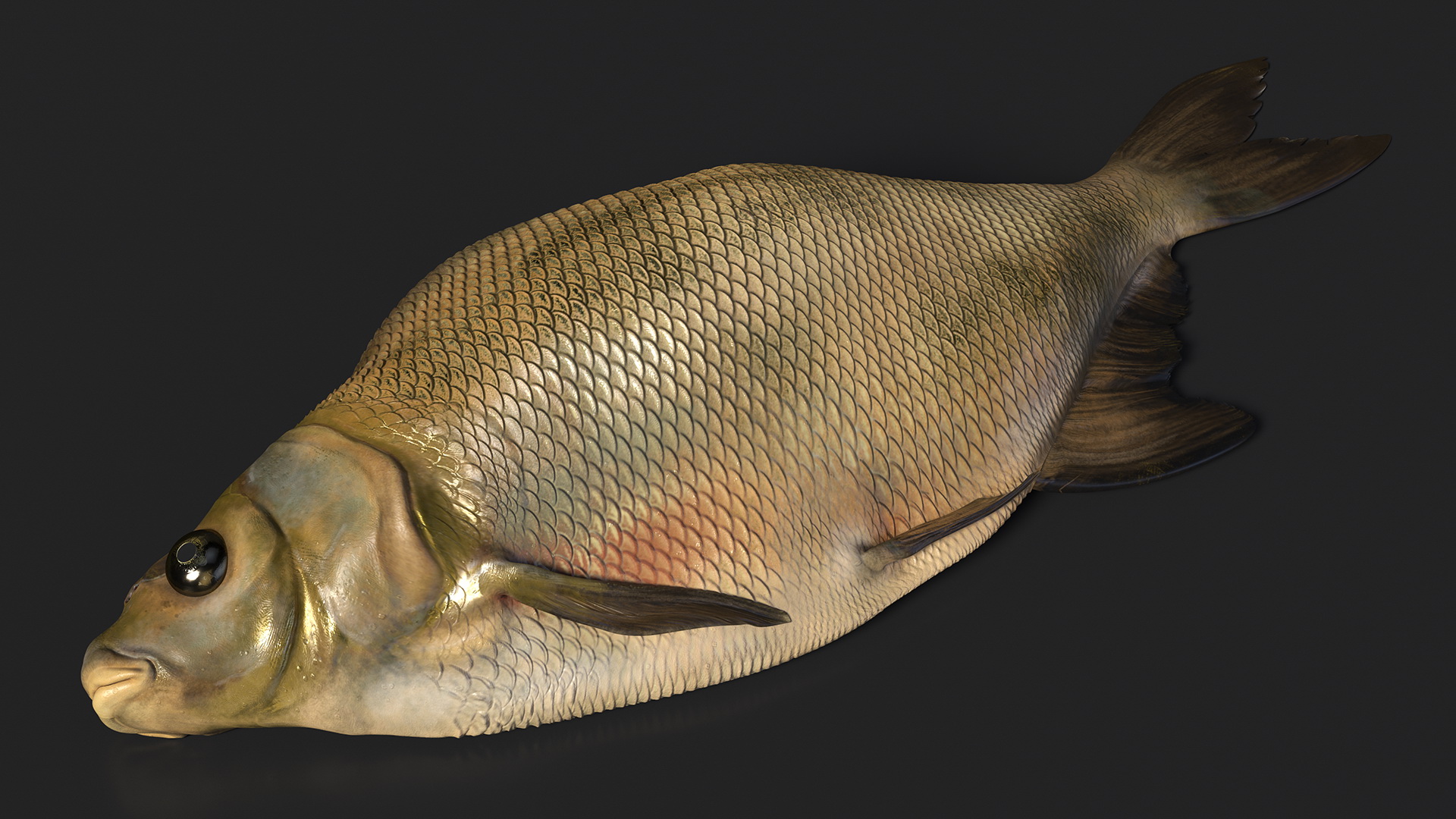 3D model Caught Bronze Bream Fish Lying