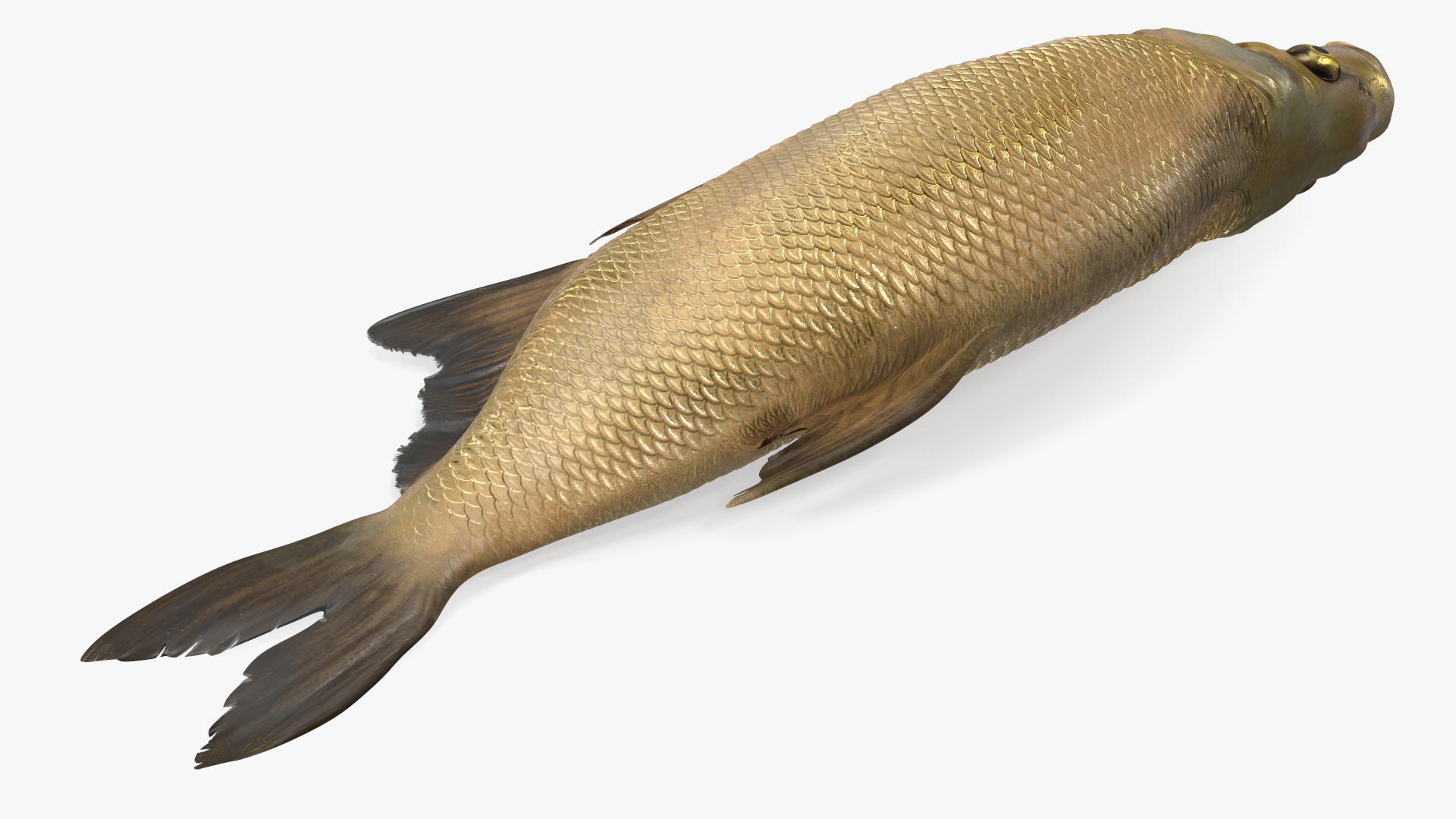 3D model Caught Bronze Bream Fish Lying