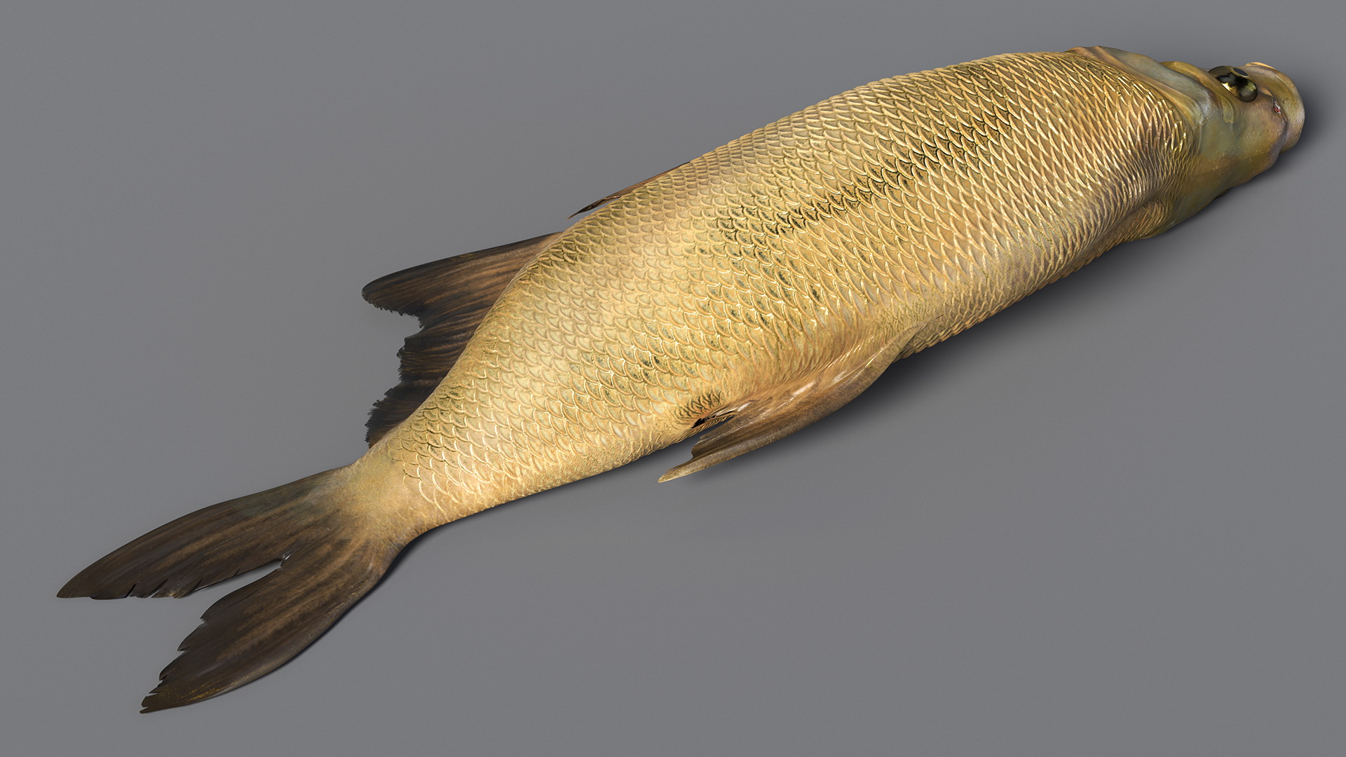 3D model Caught Bronze Bream Fish Lying