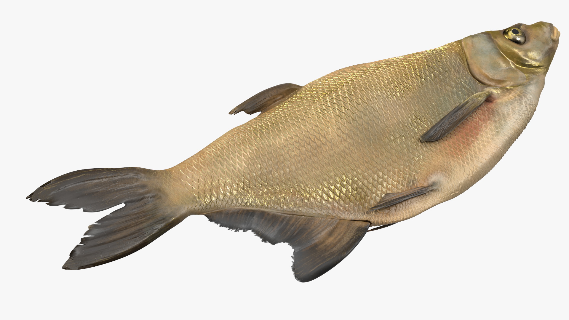 3D model Caught Bronze Bream Fish Lying