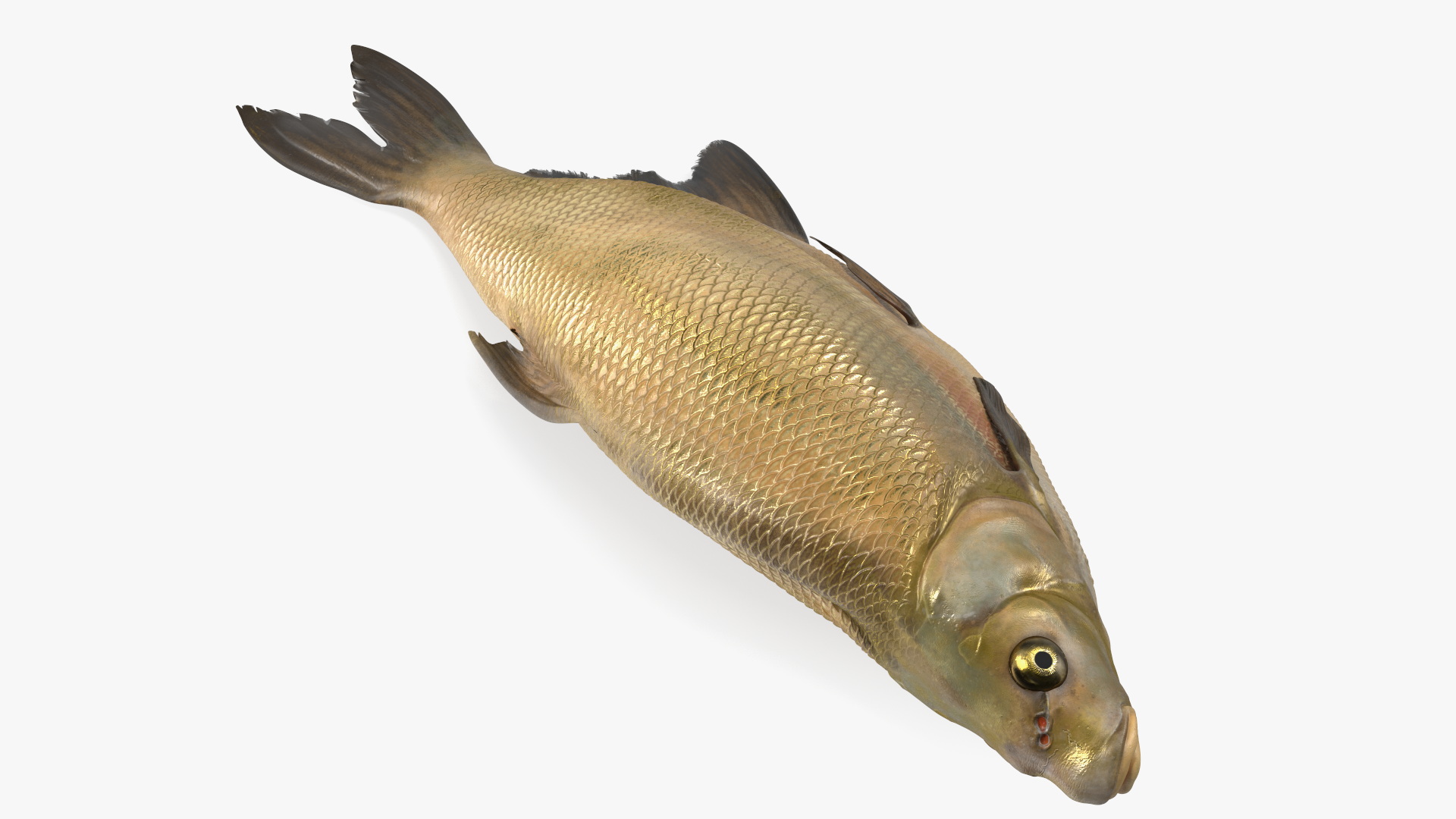 3D model Caught Bronze Bream Fish Lying