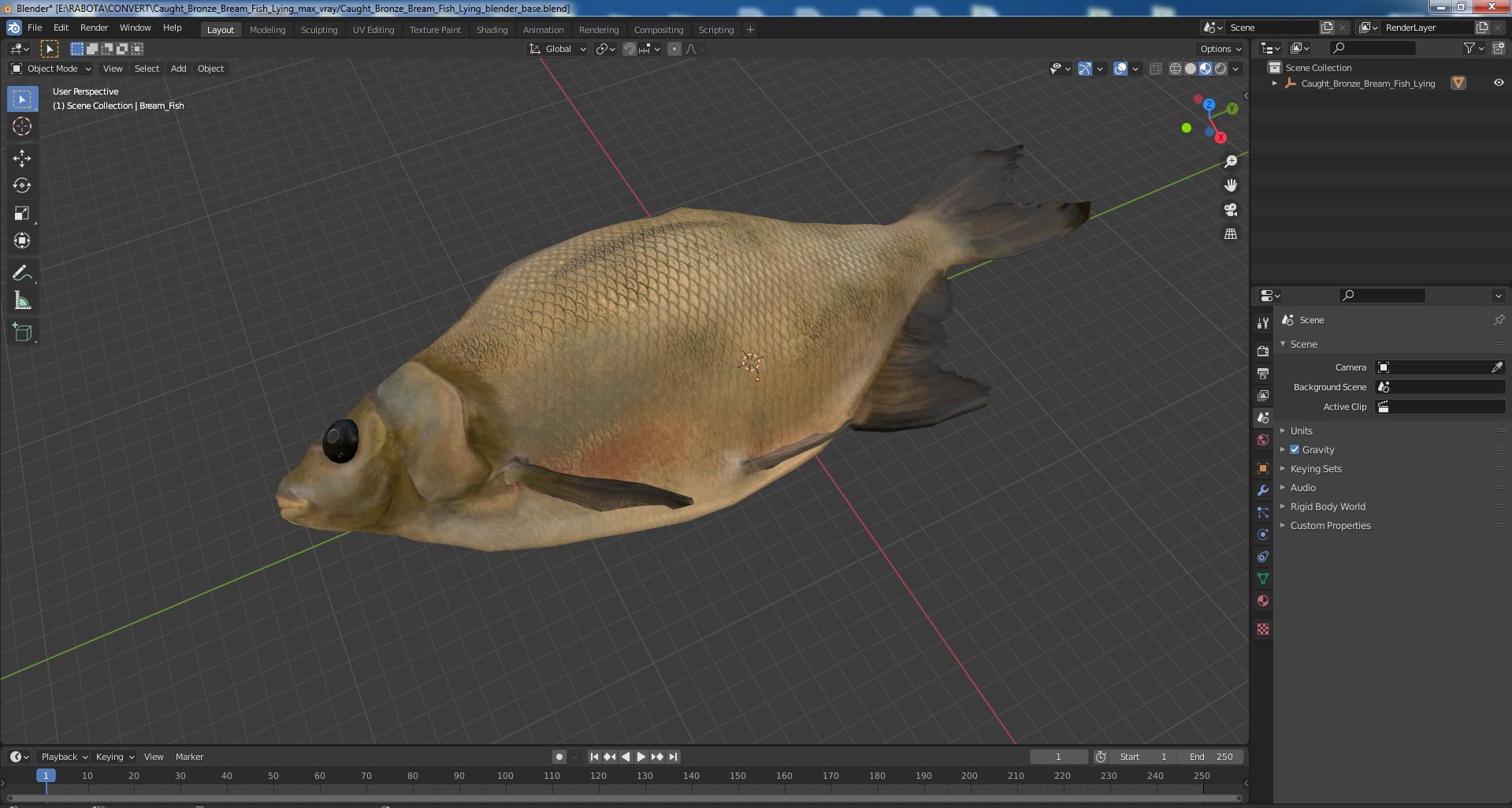 3D model Caught Bronze Bream Fish Lying