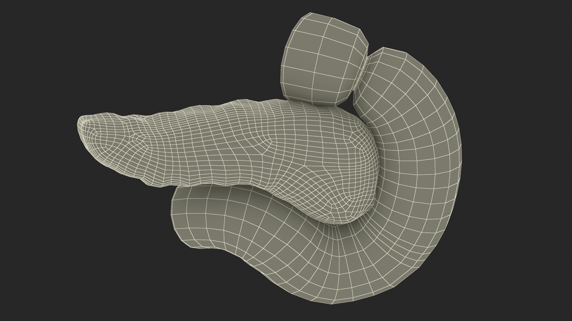 3D Human Pancreas Cut model