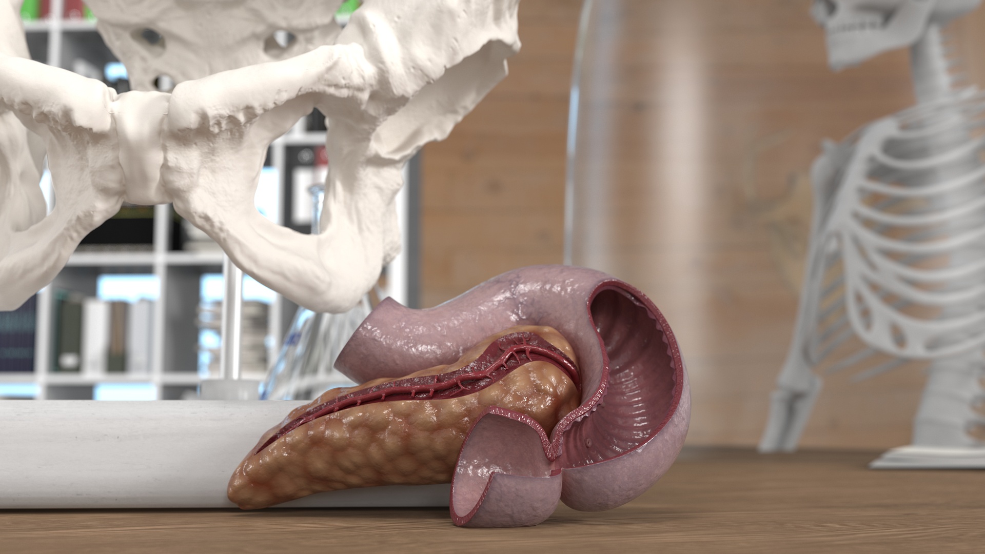 3D Human Pancreas Cut model