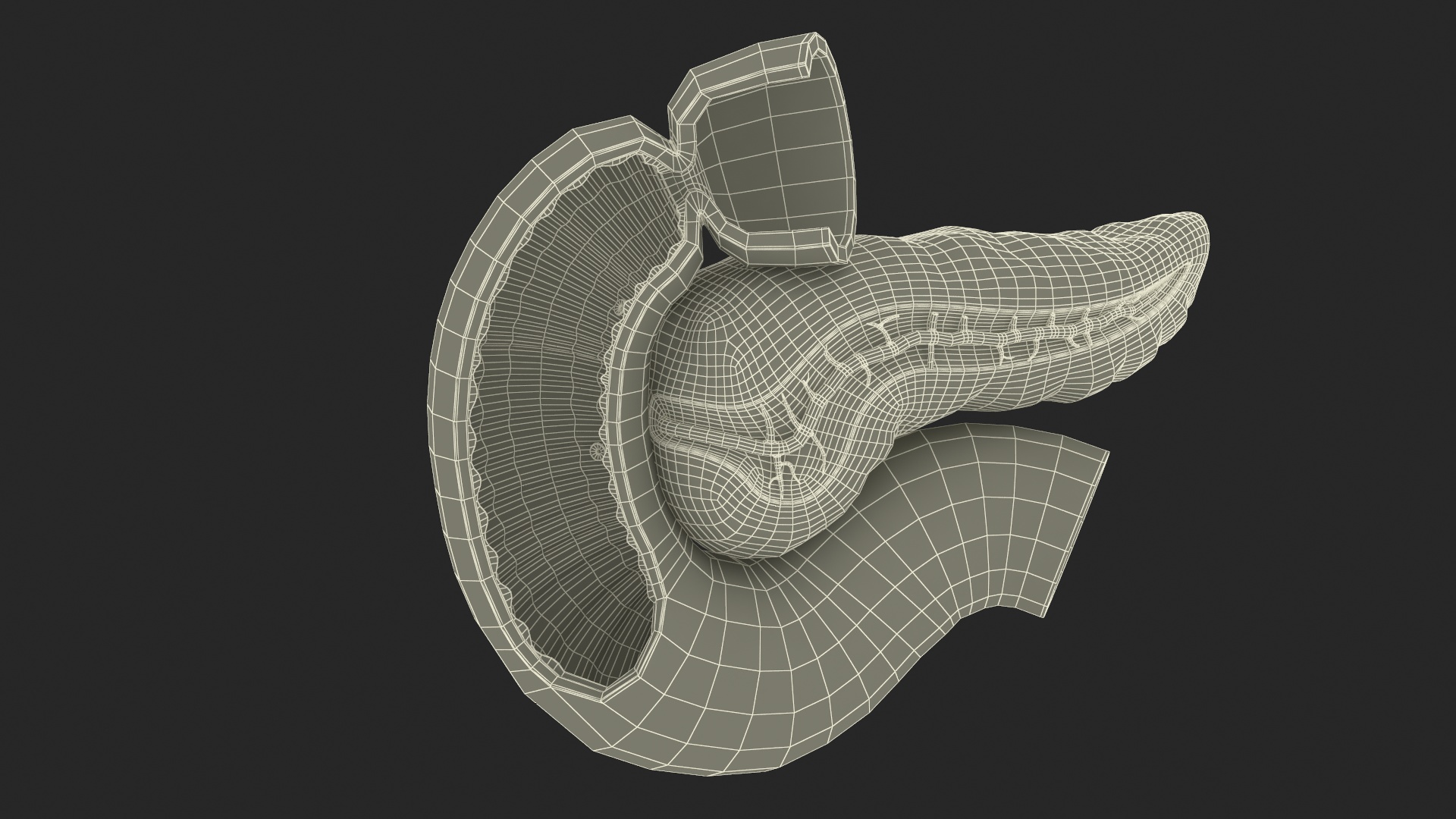 3D Human Pancreas Cut model