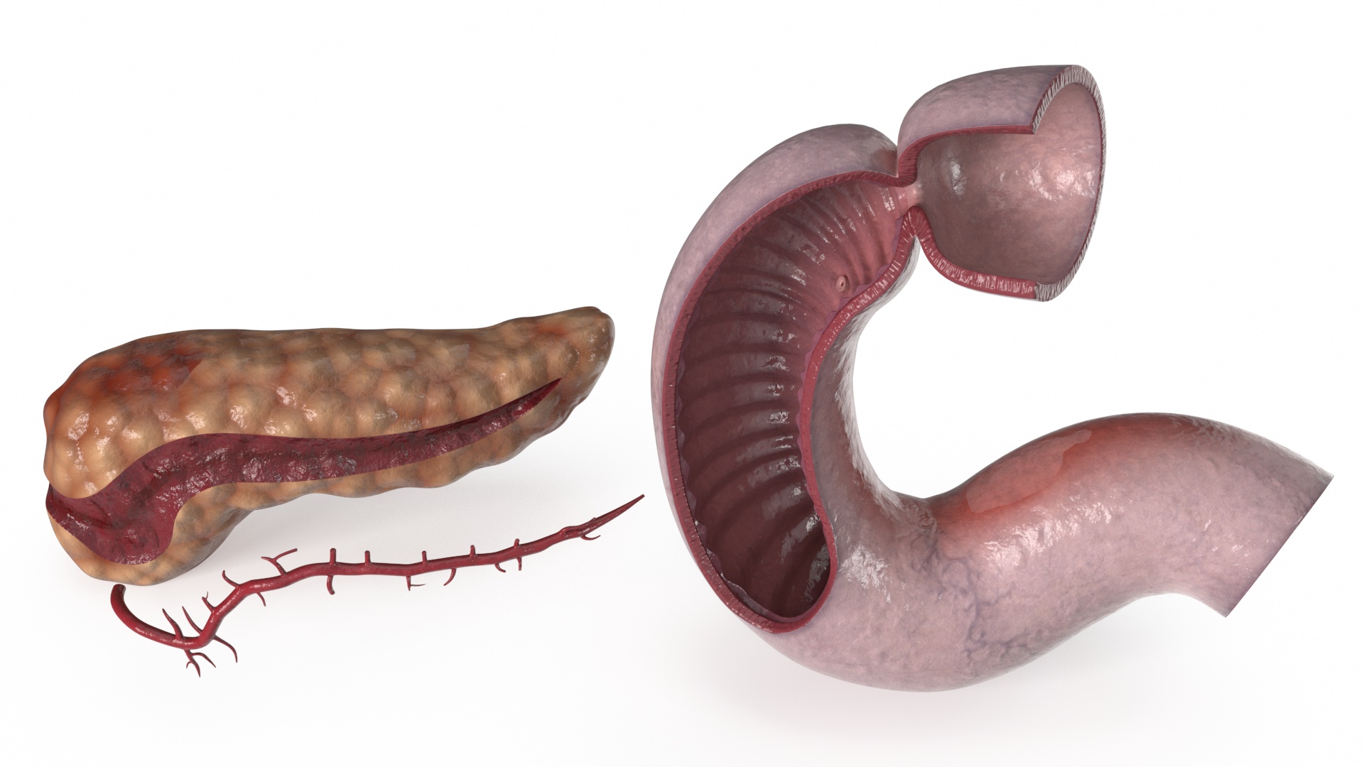 3D Human Pancreas Cut model