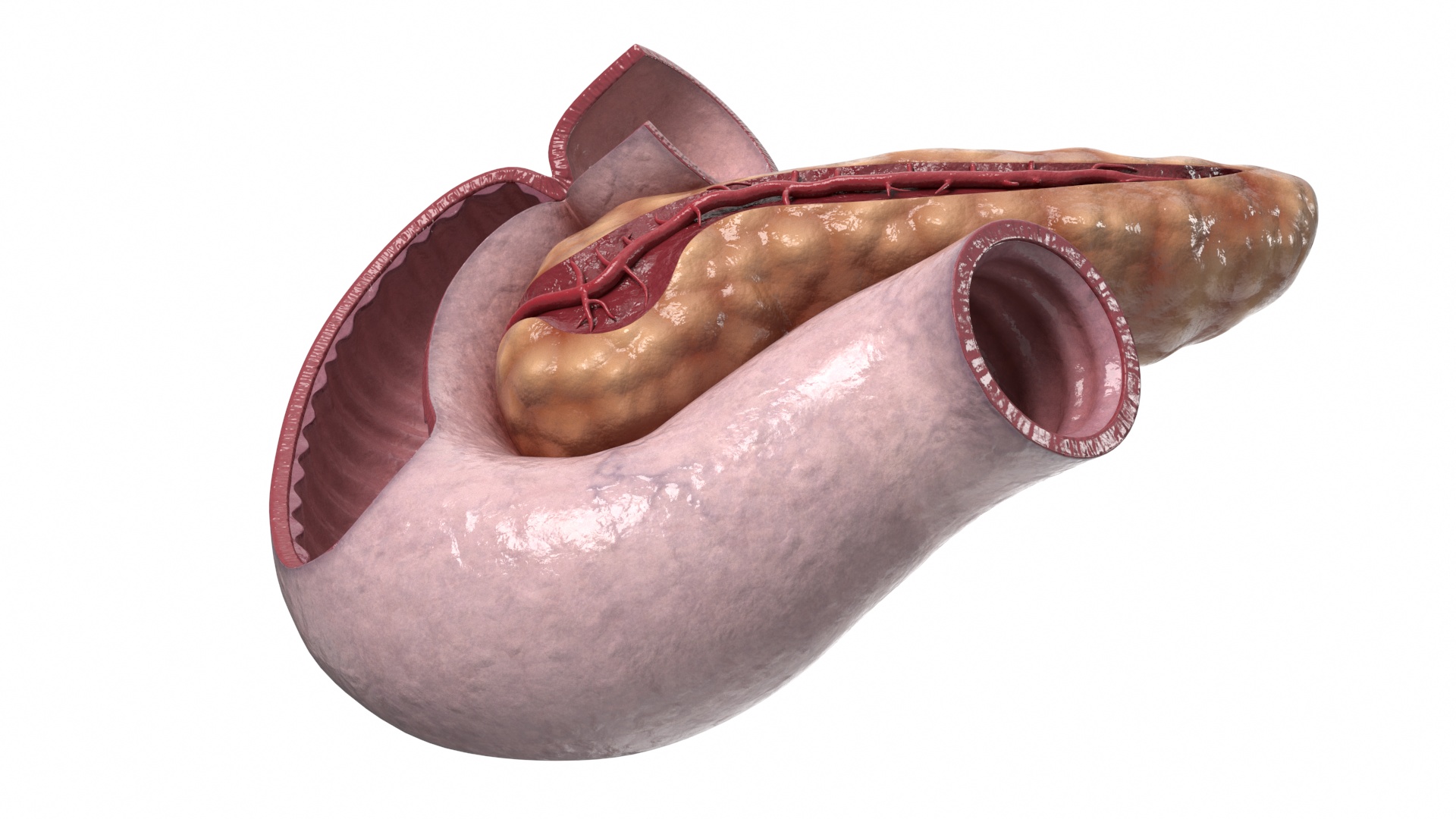 3D Human Pancreas Cut model