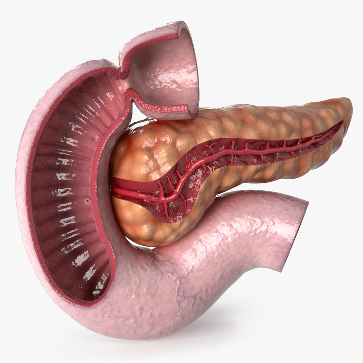 3D Human Pancreas Cut model