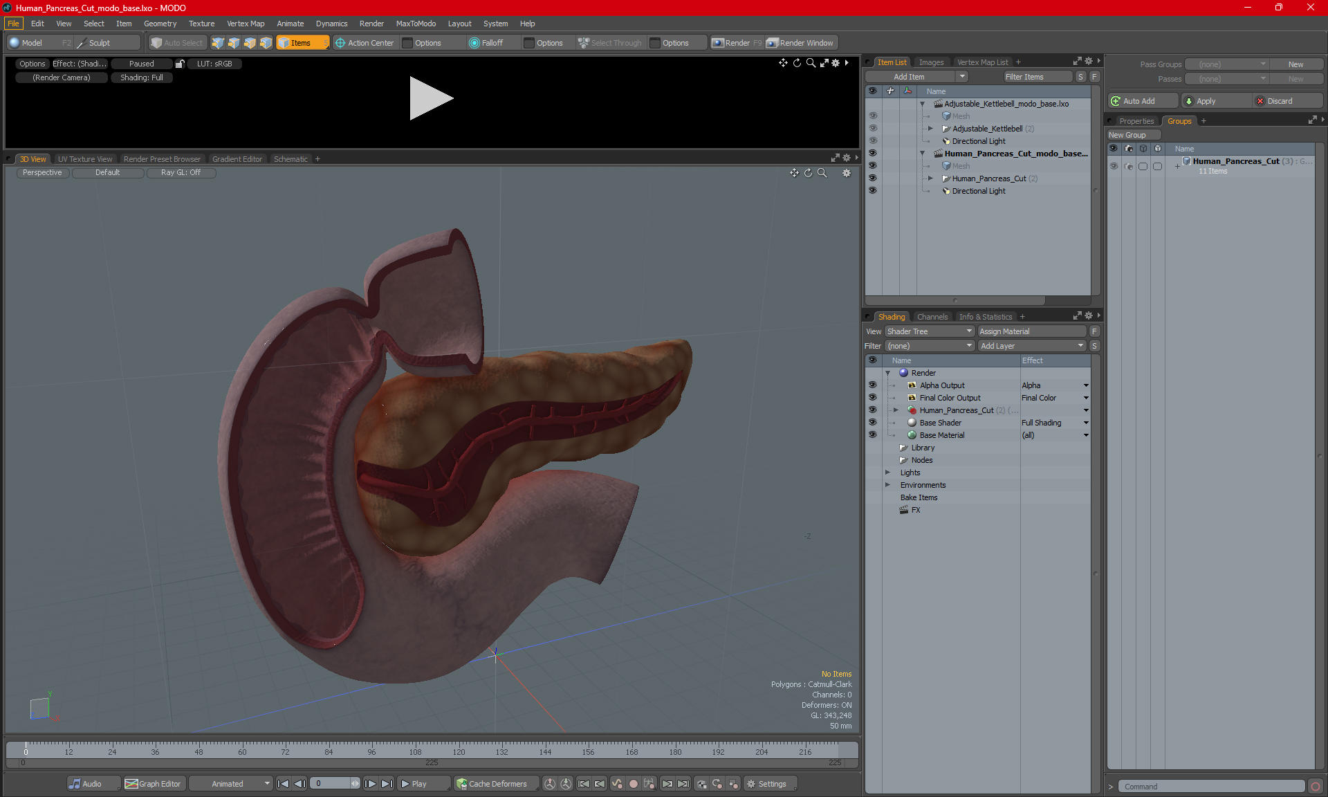 3D Human Pancreas Cut model