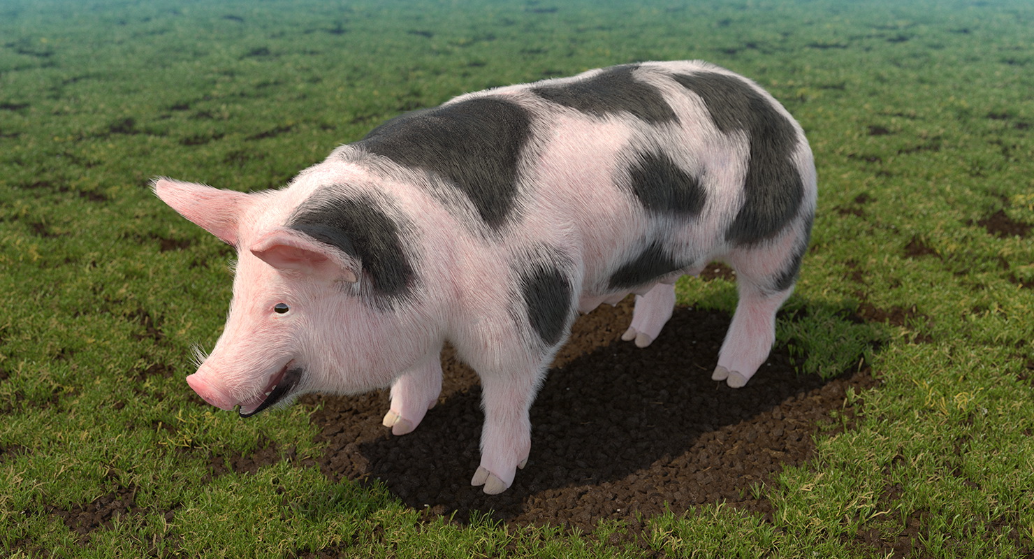 3D model Pig Sow Peitrain with Fur