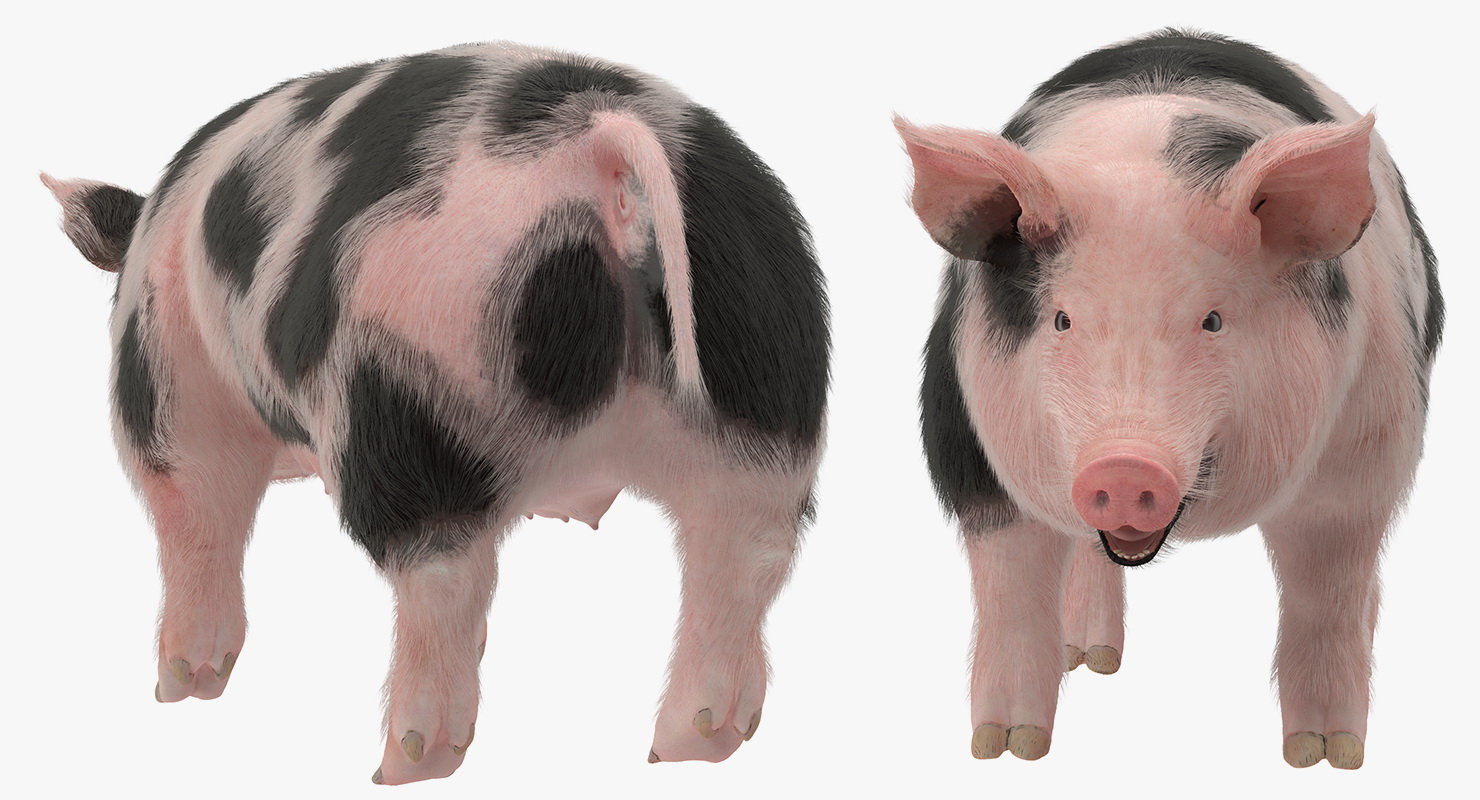 3D model Pig Sow Peitrain with Fur