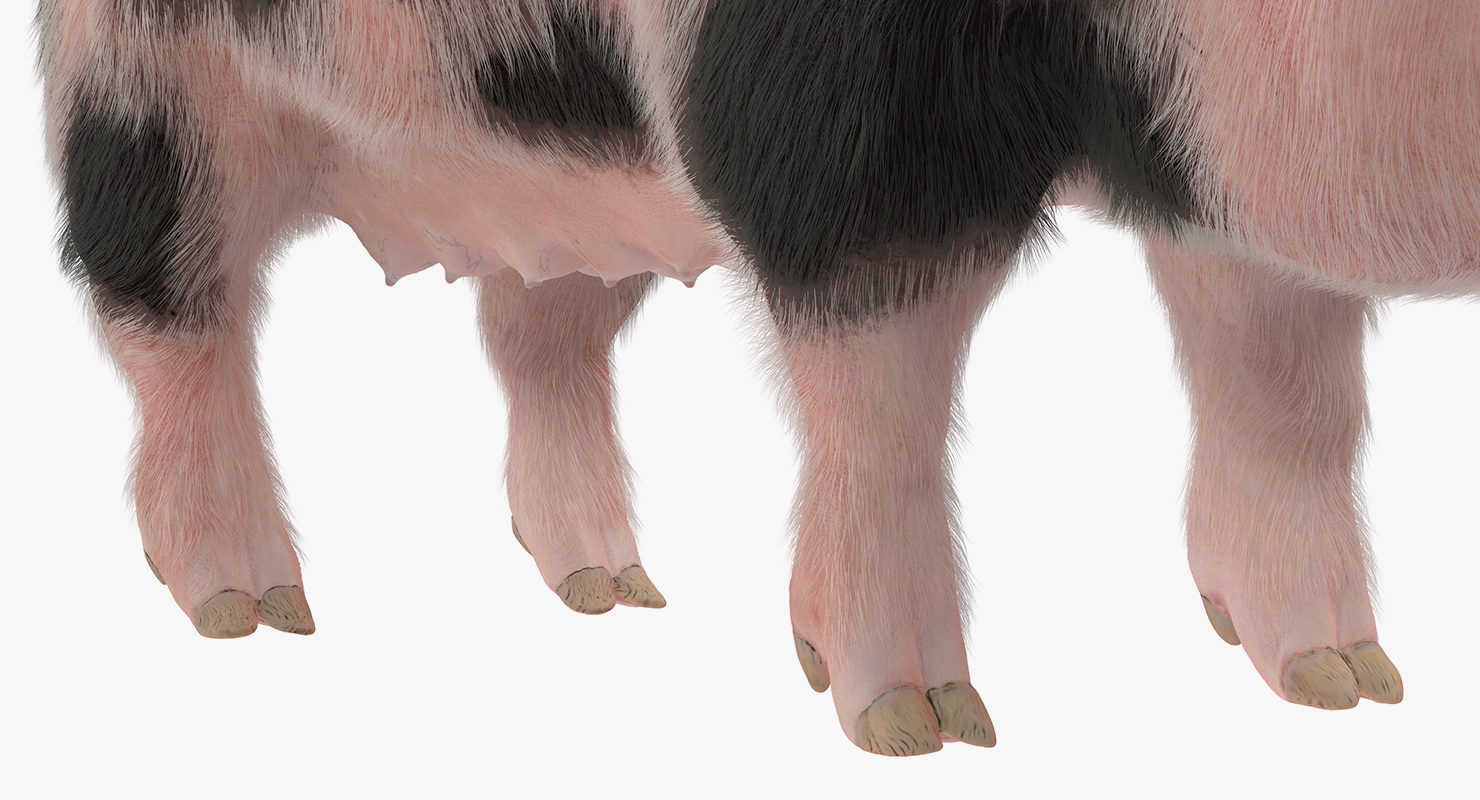 3D model Pig Sow Peitrain with Fur