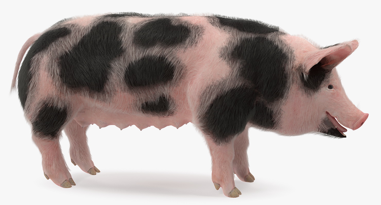 3D model Pig Sow Peitrain with Fur