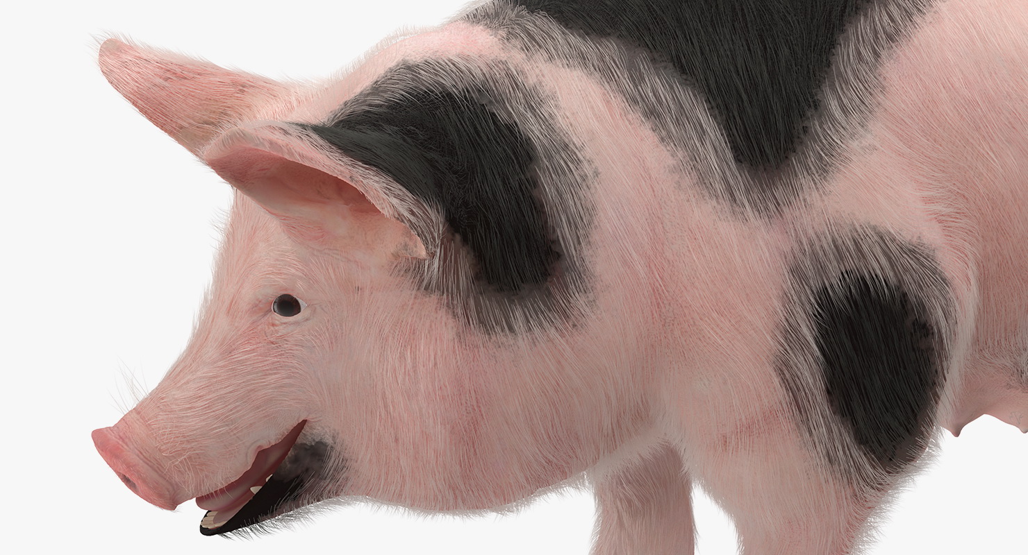 3D model Pig Sow Peitrain with Fur