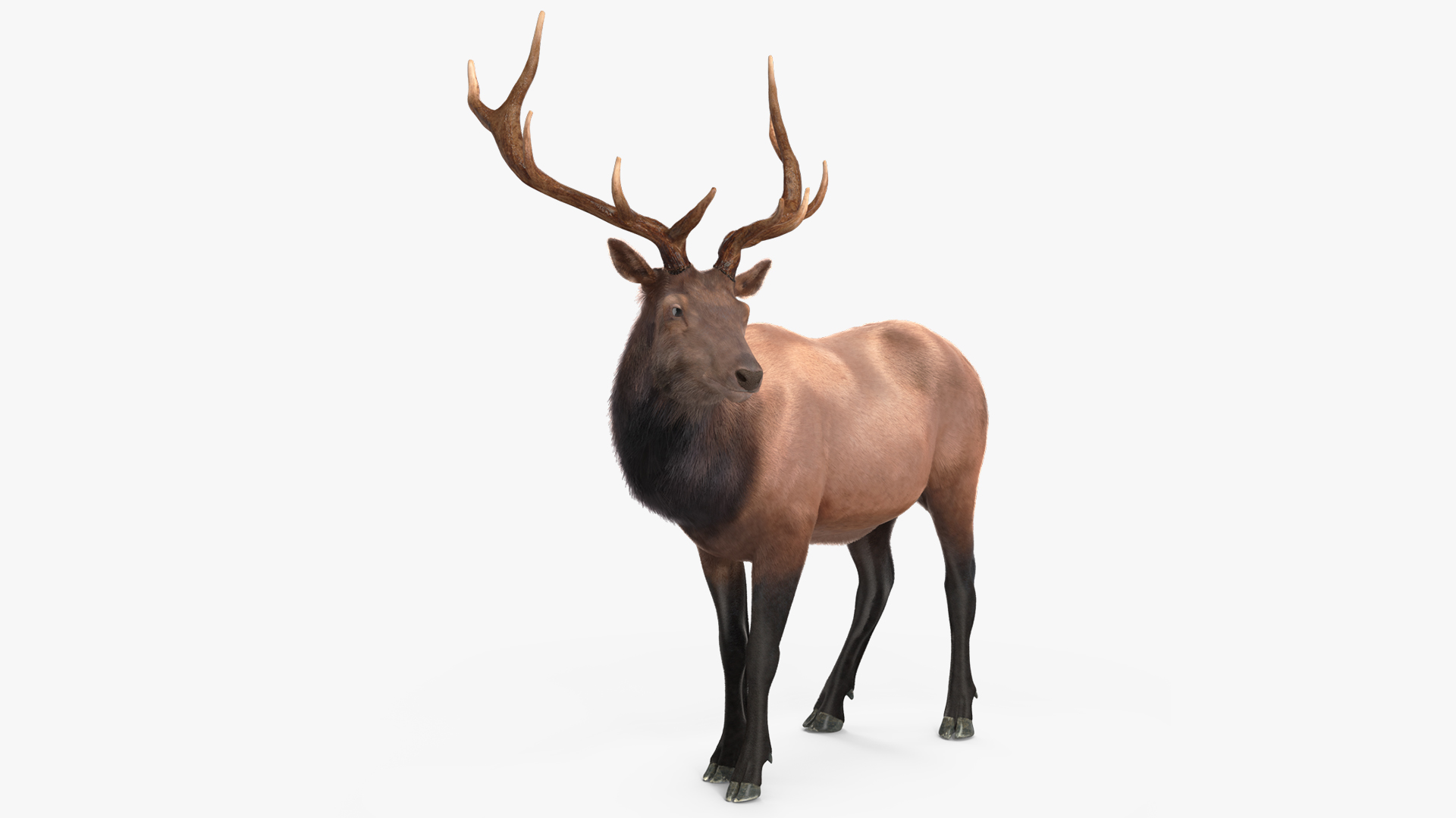 3D Realistic Elk Standing Pose with Fur