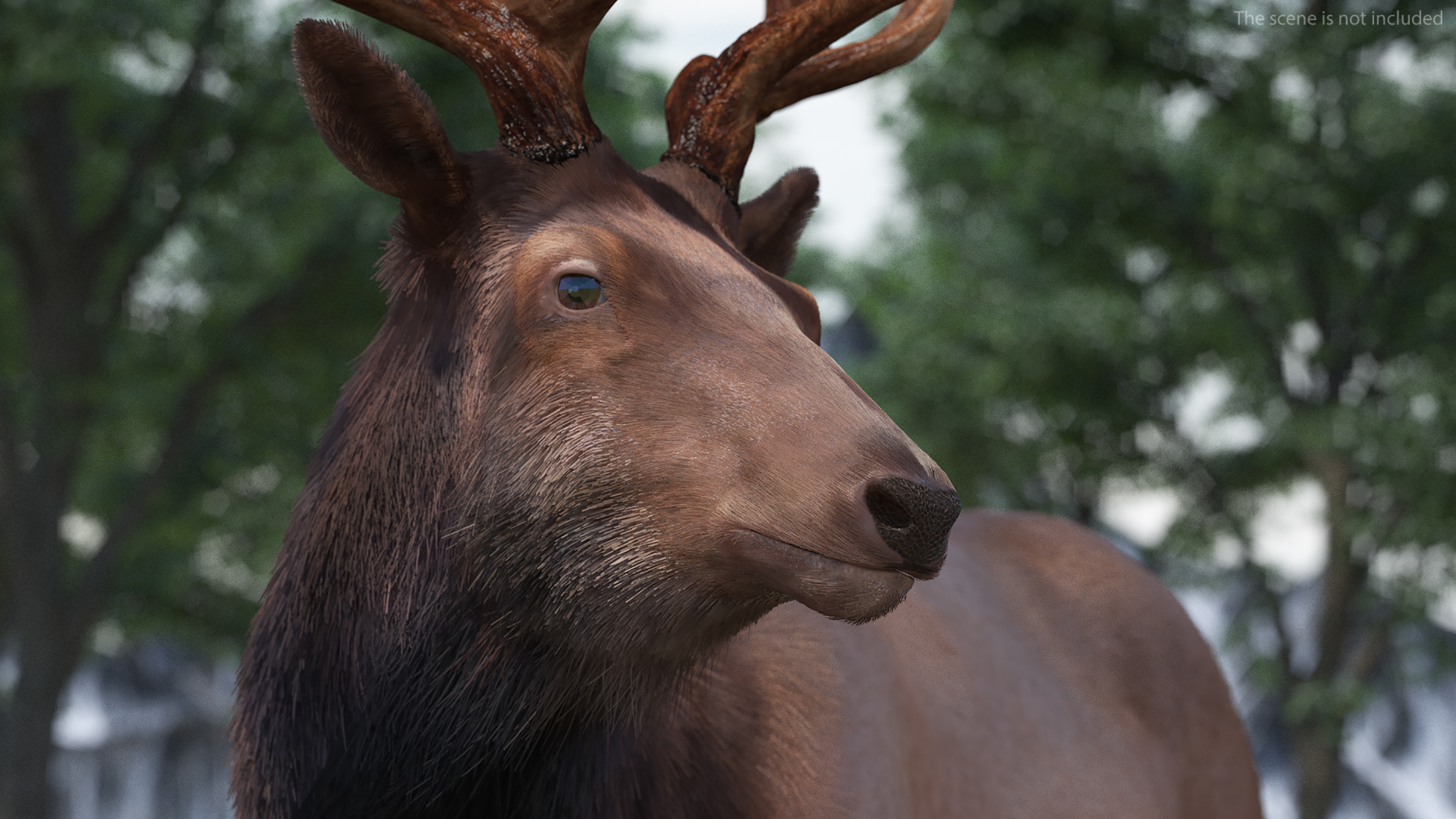 3D Realistic Elk Standing Pose with Fur