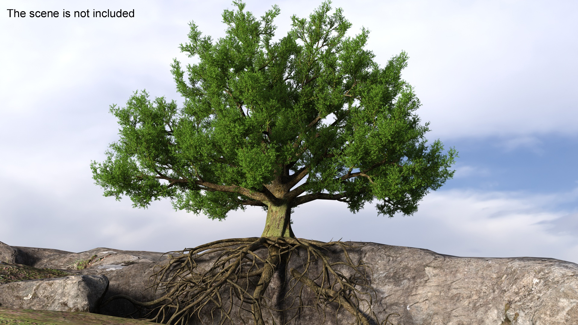 Oak with Roots 3D model