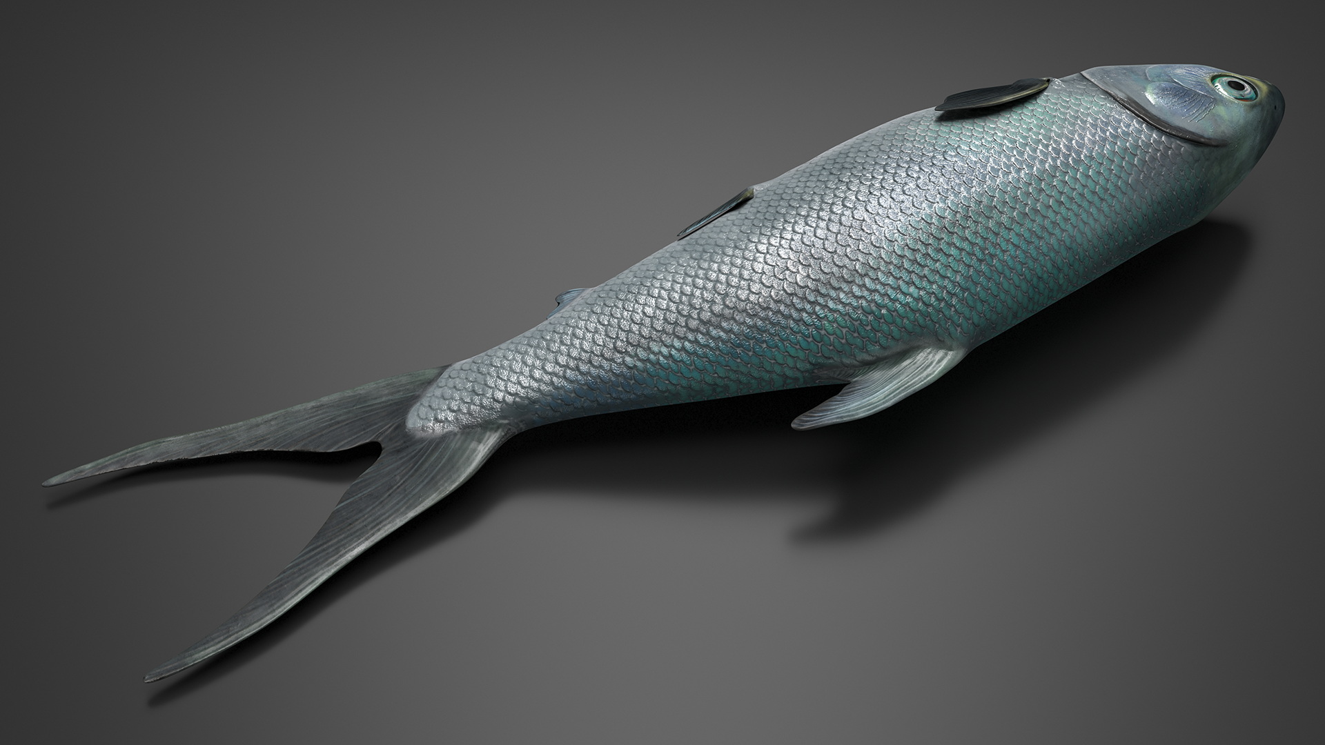 3D model Raw Bangus