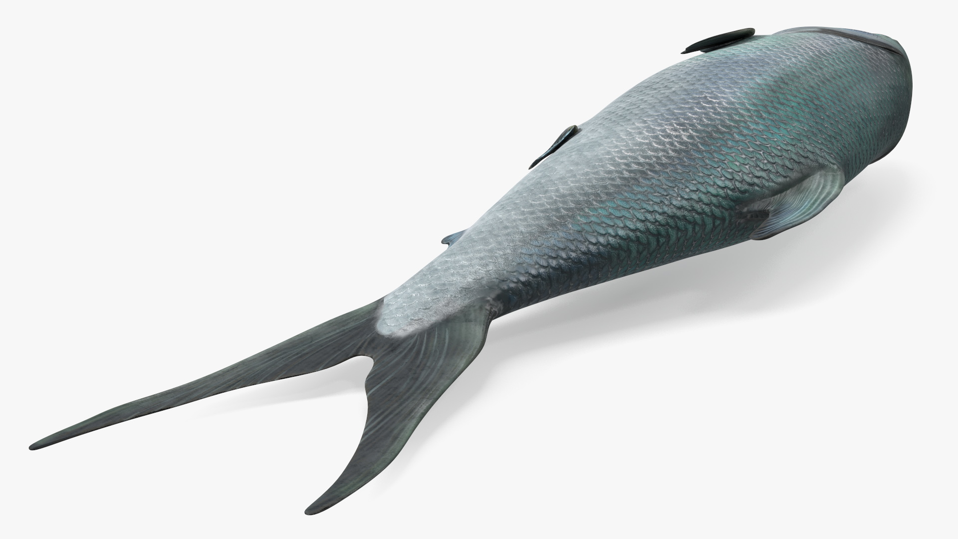 3D model Raw Bangus