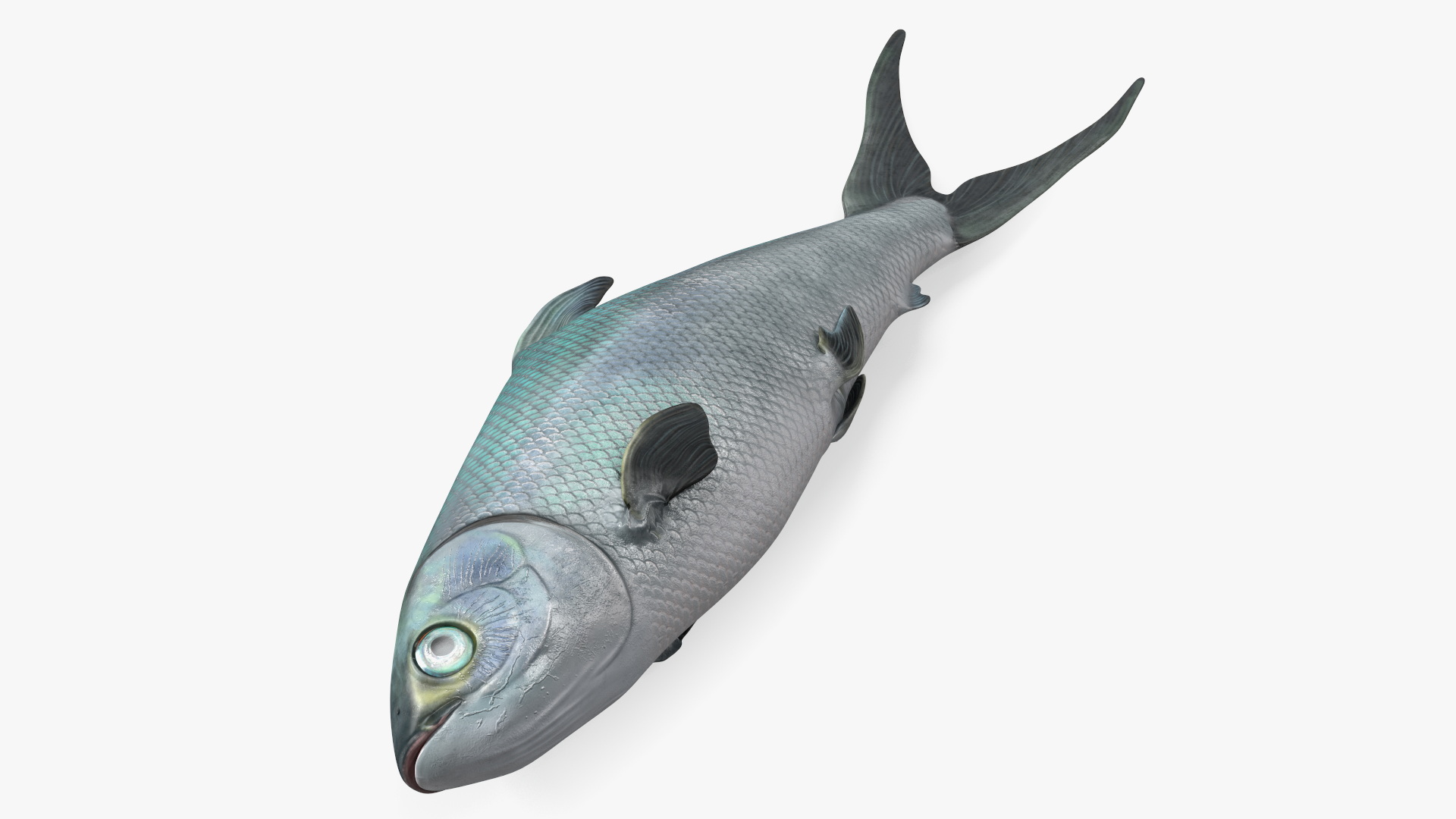 3D model Raw Bangus