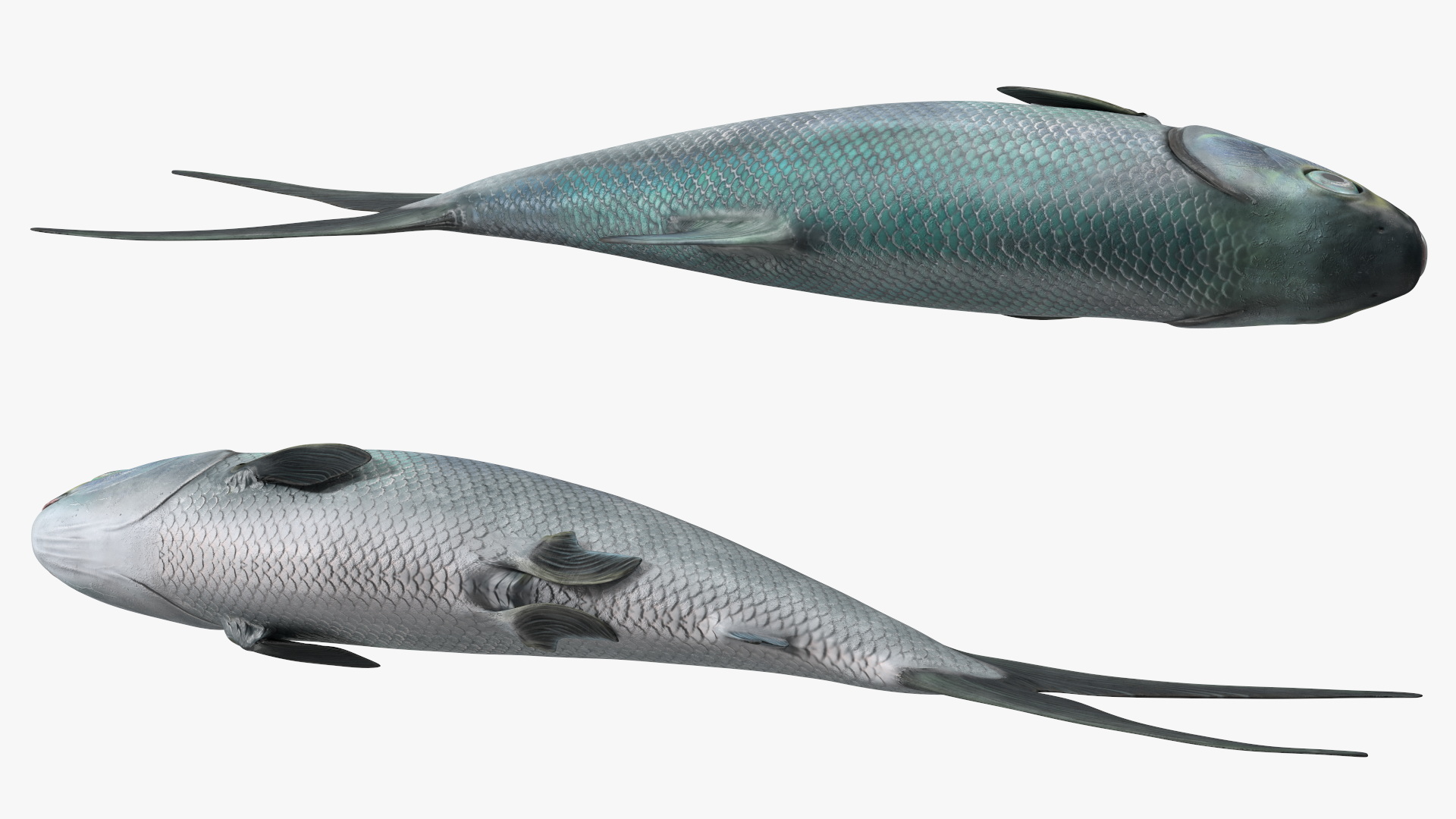 3D model Raw Bangus