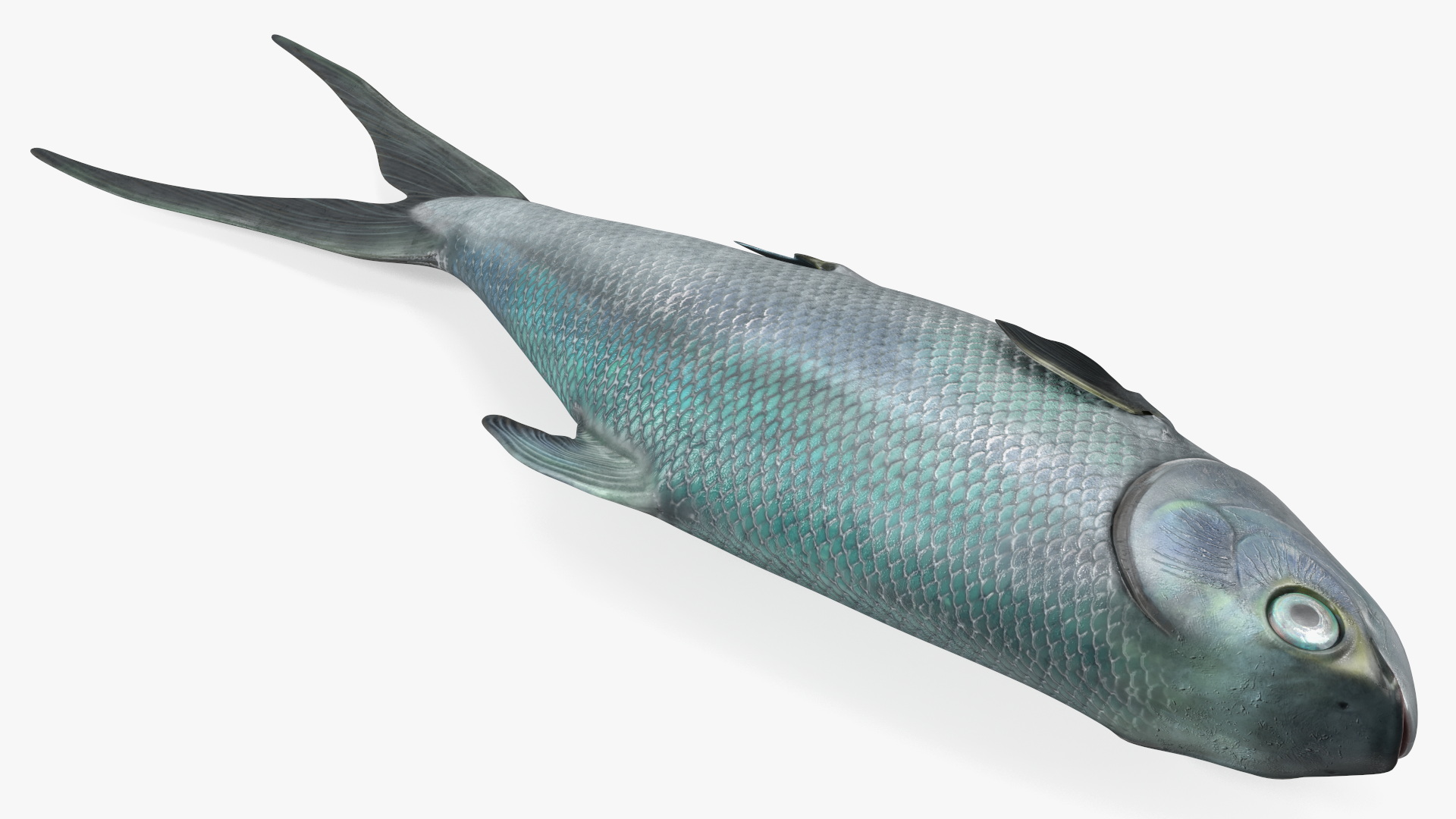 3D model Raw Bangus