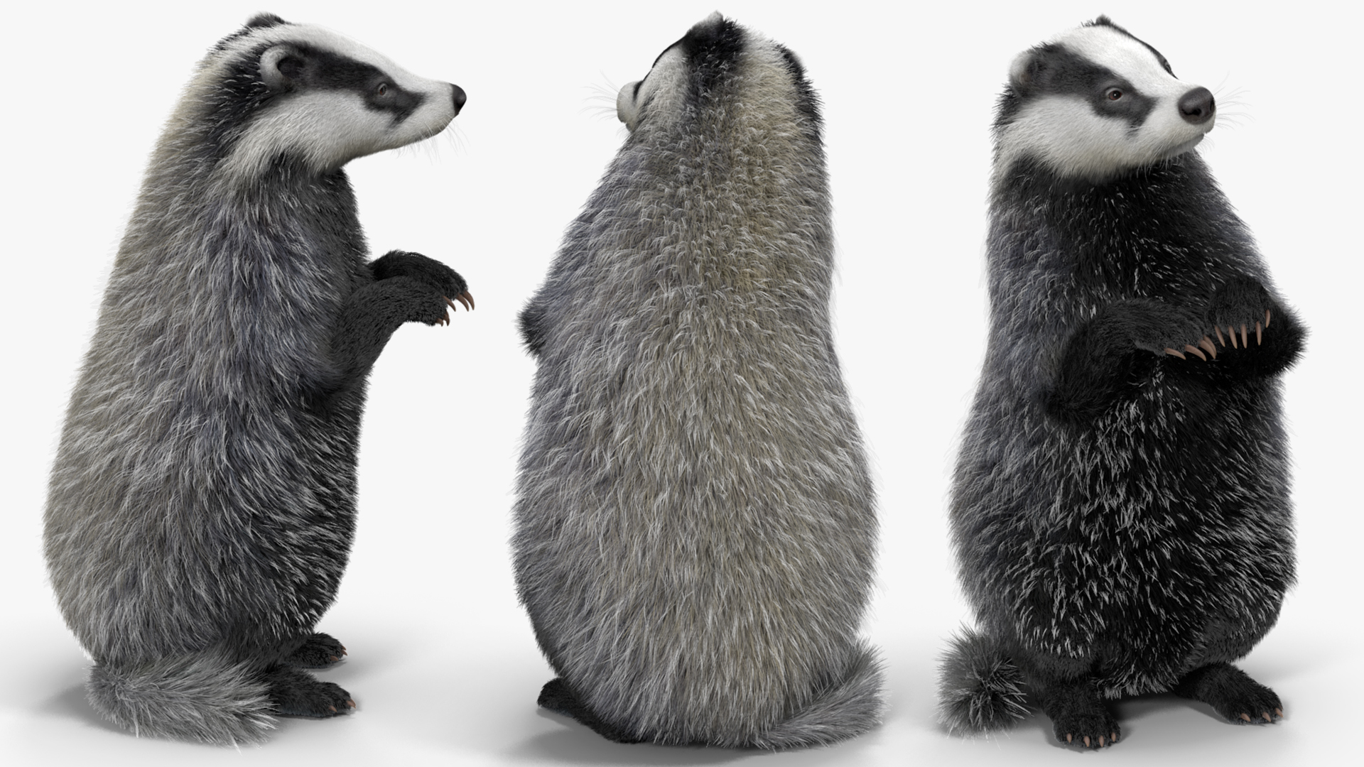 3D Eurasian Badger Meles