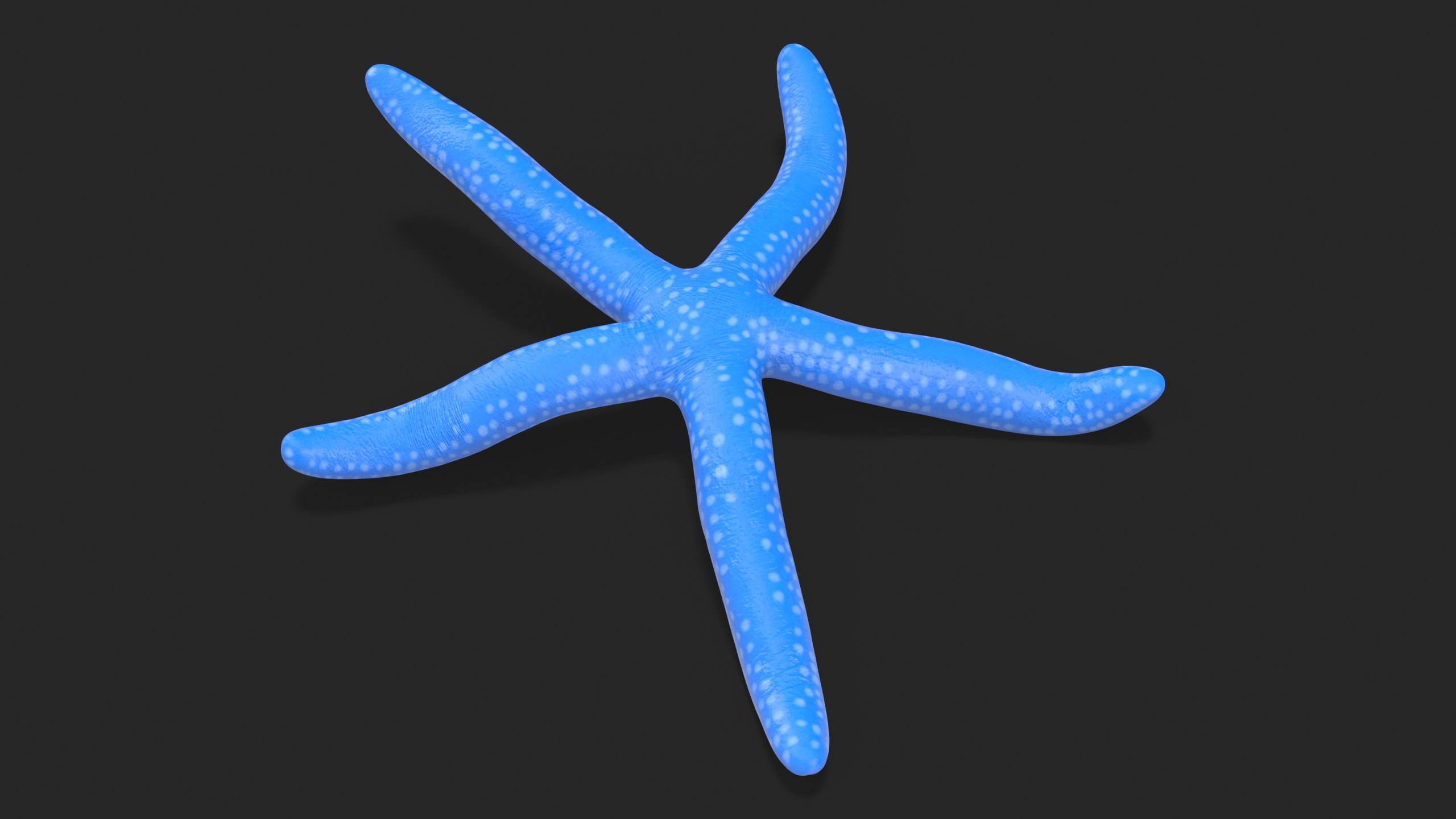 Sea Star Blue Crawling Pose 3D