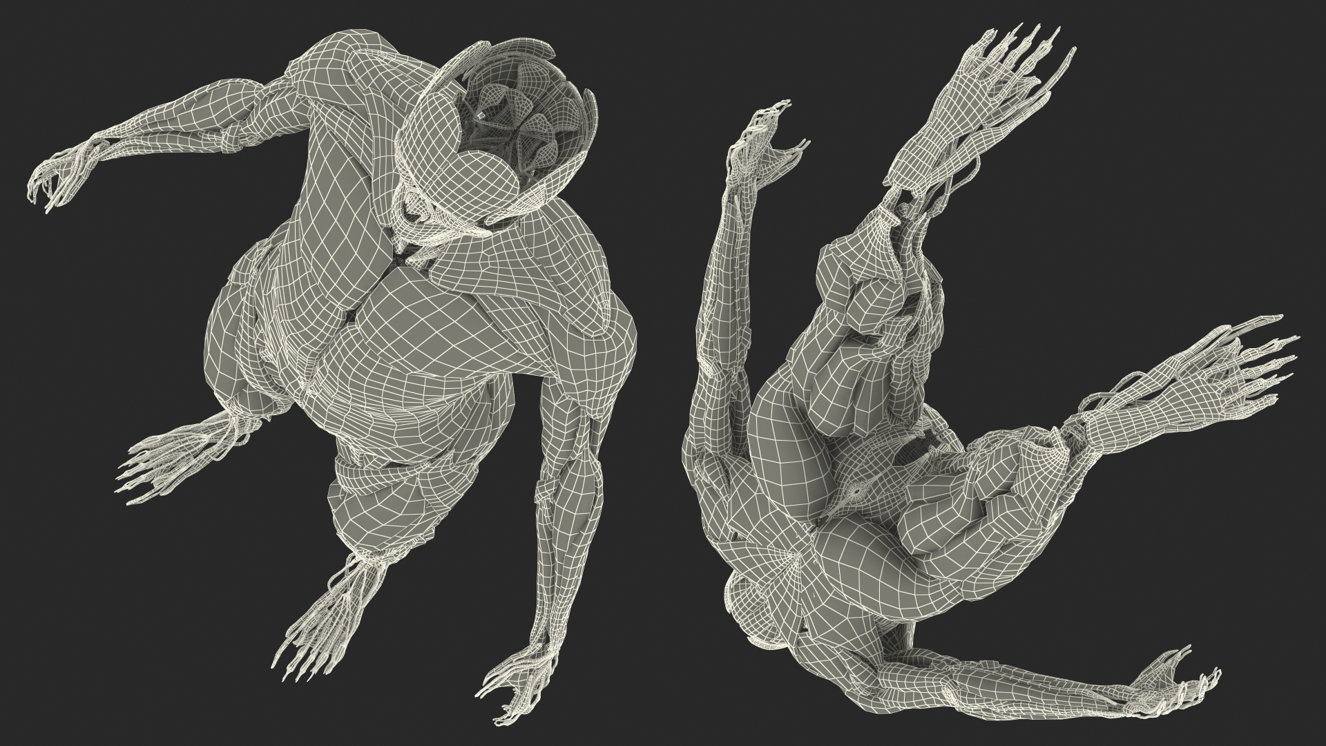 3D model Female Muscle System