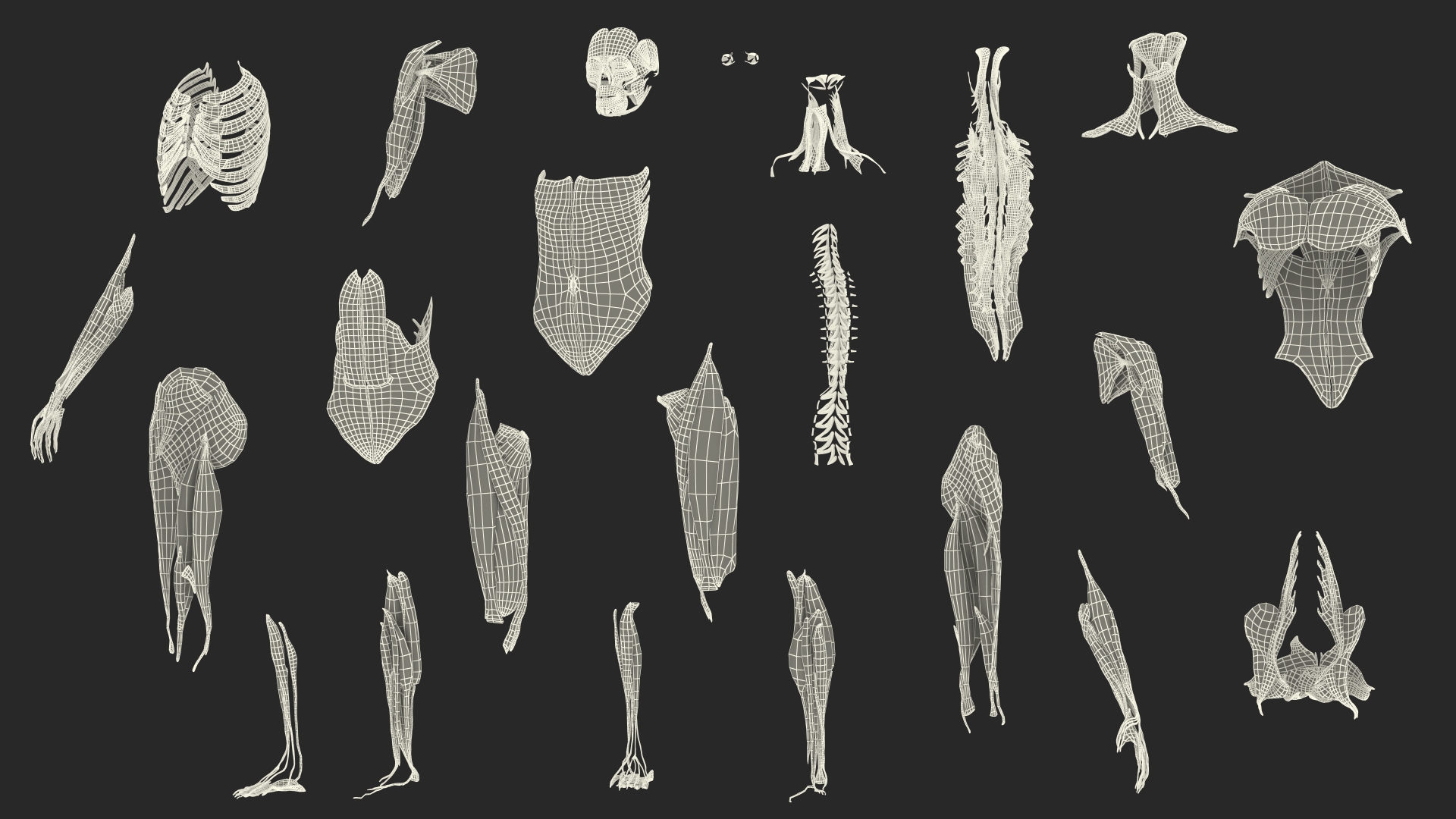 3D model Female Muscle System